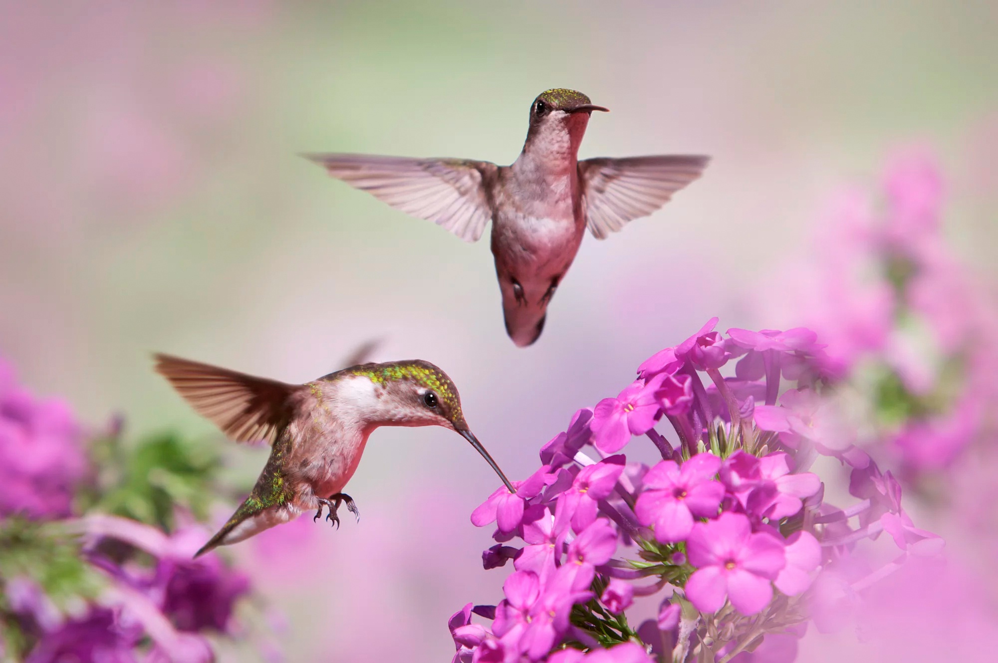 Скачать обои бесплатно Животные, Птицы, Колибри, Цветок, Розовый Цветок картинка на рабочий стол ПК