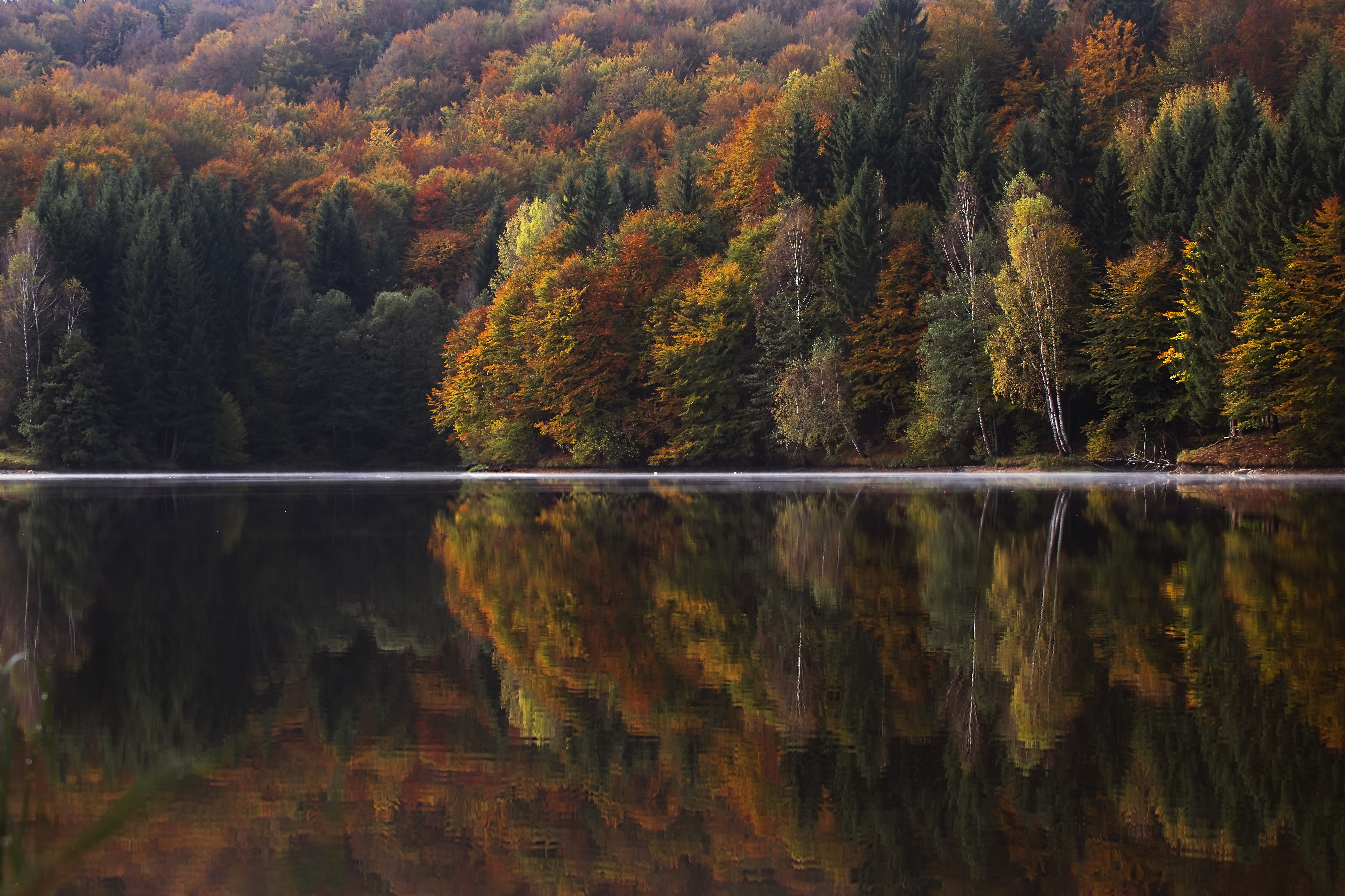 Скачати мобільні шпалери Природа, Вода, Ліс, Дерево, Земля, Падіння, Рефлексія безкоштовно.