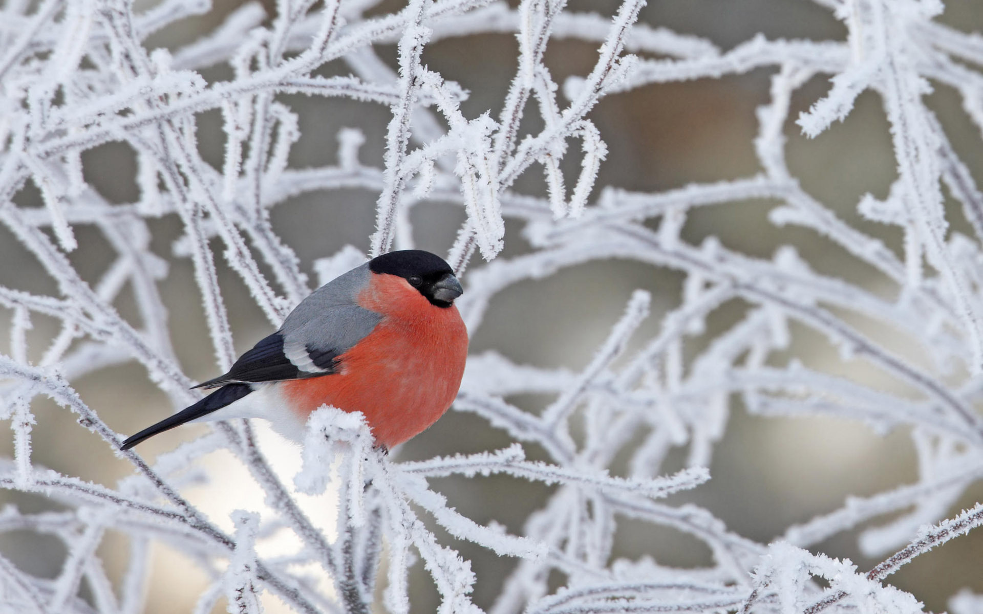 Download mobile wallpaper Bullfinch, Winter, Bird, Birds, Animal for free.