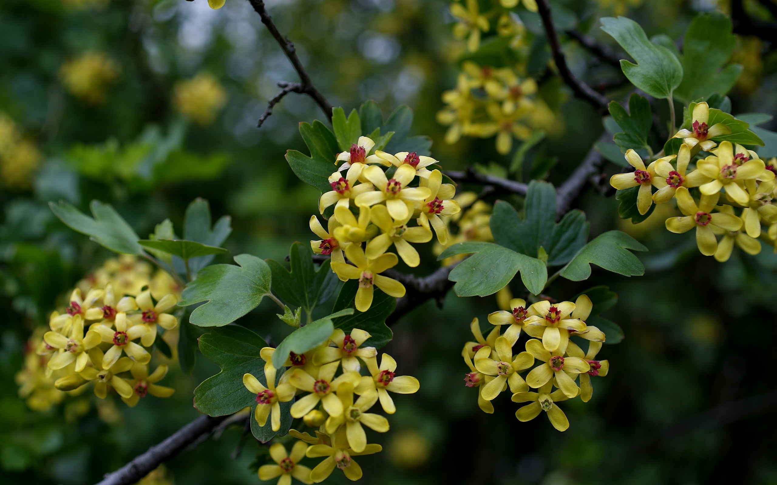 Free download wallpaper Blossom, Flowers, Earth on your PC desktop