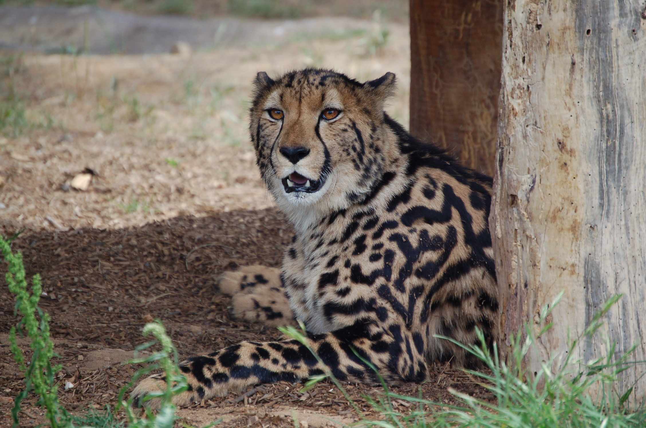 Download mobile wallpaper King Cheetah, Cheetah, Cats, Animal for free.
