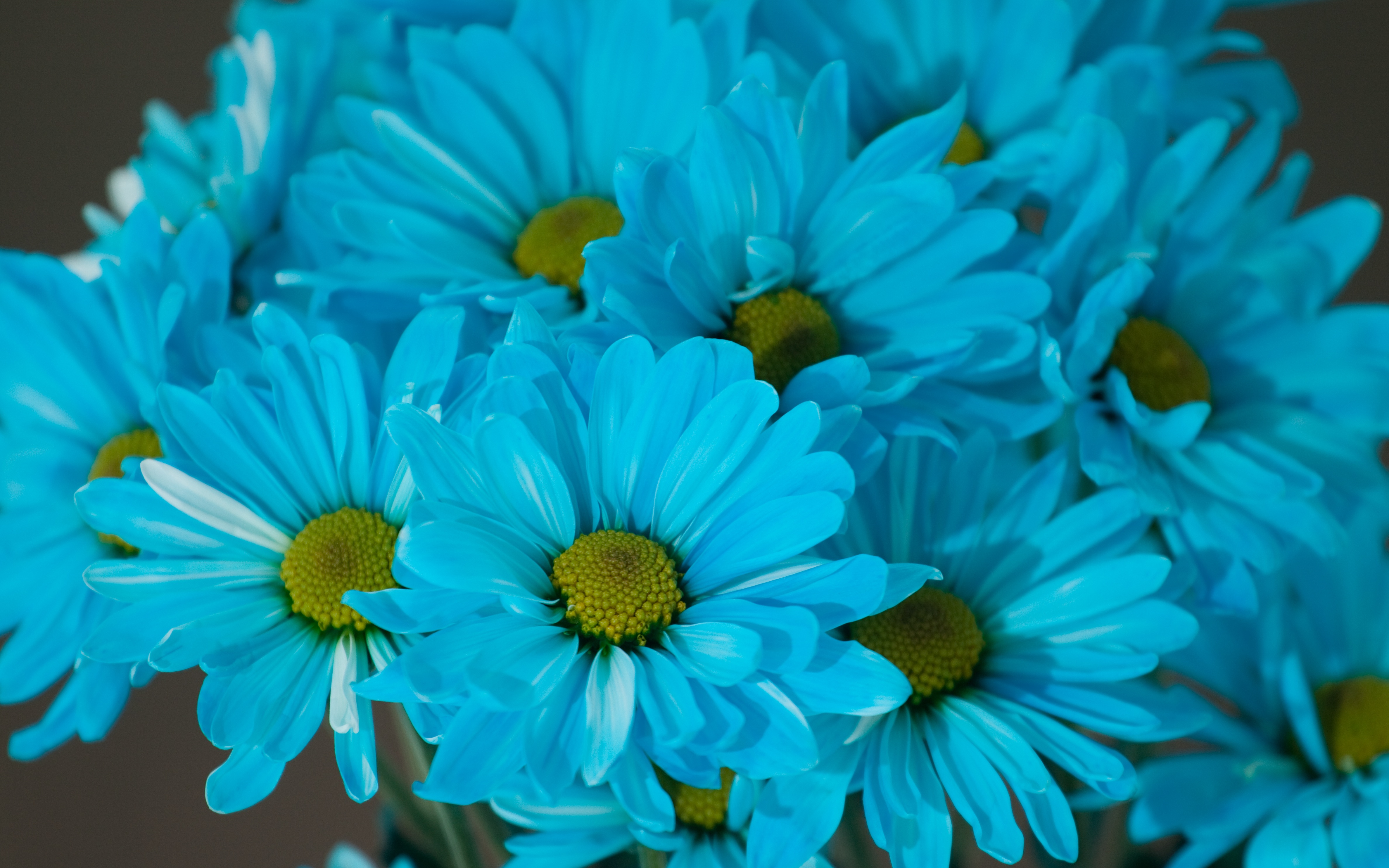 Завантажити шпалери безкоштовно Квітка, Синій, Земля, Флауерзи картинка на робочий стіл ПК