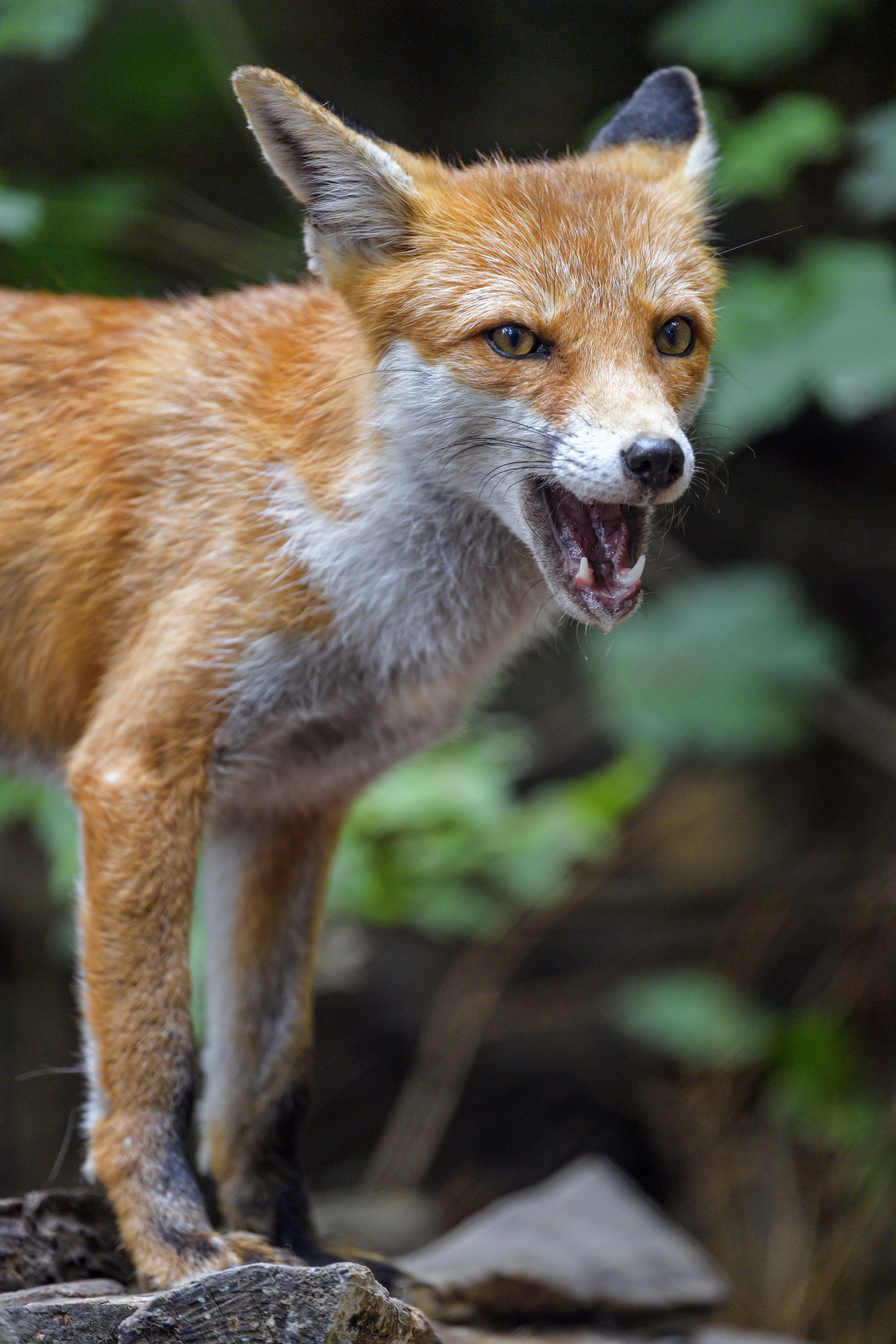 Free download wallpaper Muzzle, Predator, To Fall, Mouth, Animals, Fox on your PC desktop