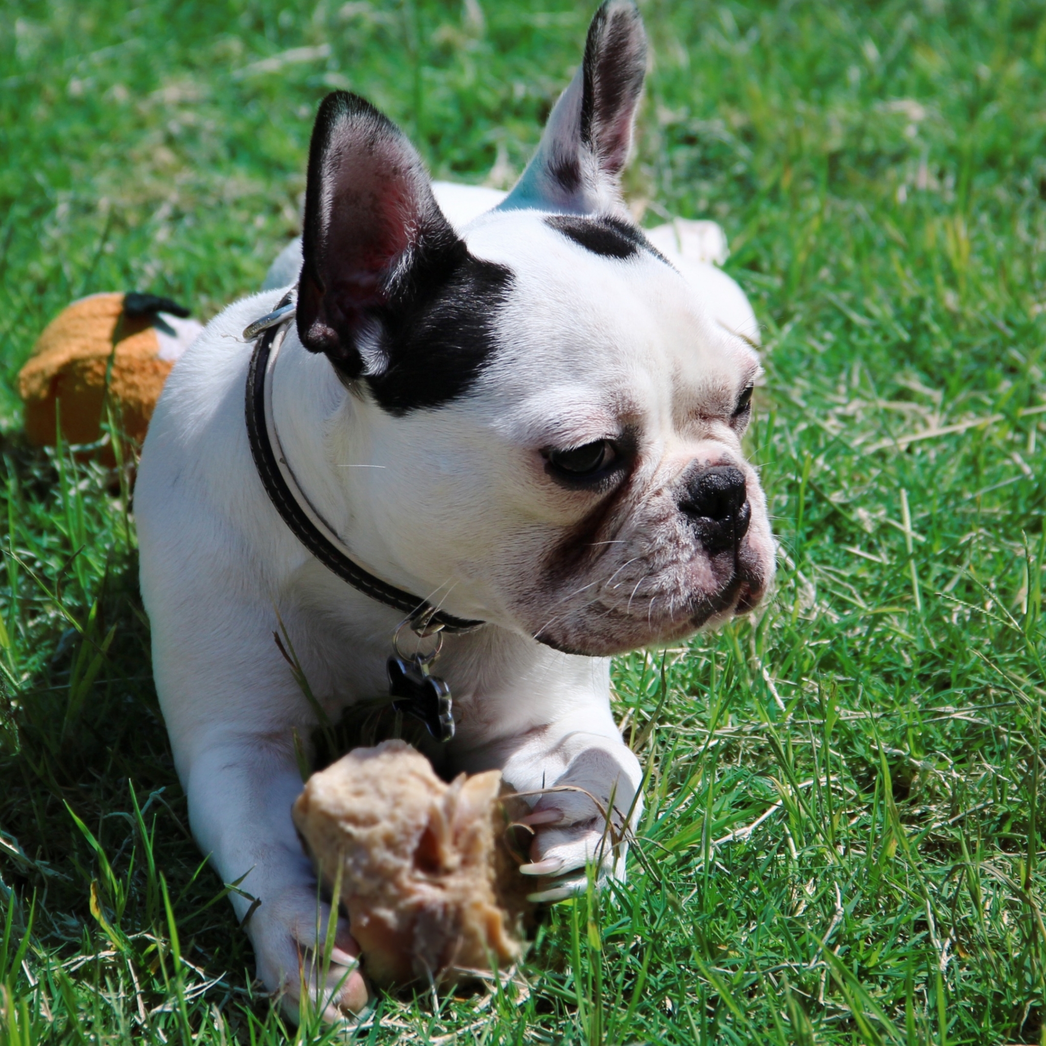 Descarga gratuita de fondo de pantalla para móvil de Animales, Perros, Perro, Bulldog Francés.