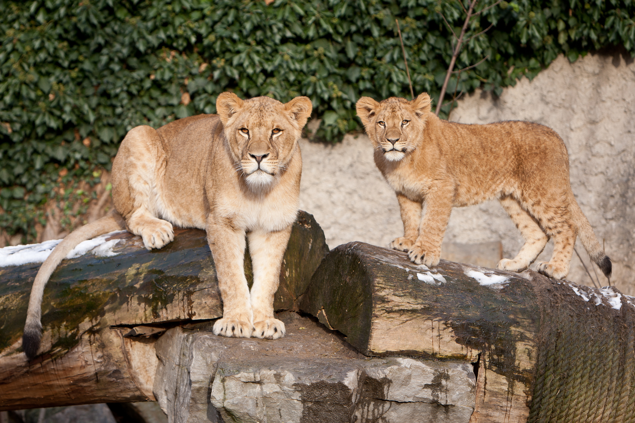 Téléchargez gratuitement l'image Animaux, Chats, Lion sur le bureau de votre PC