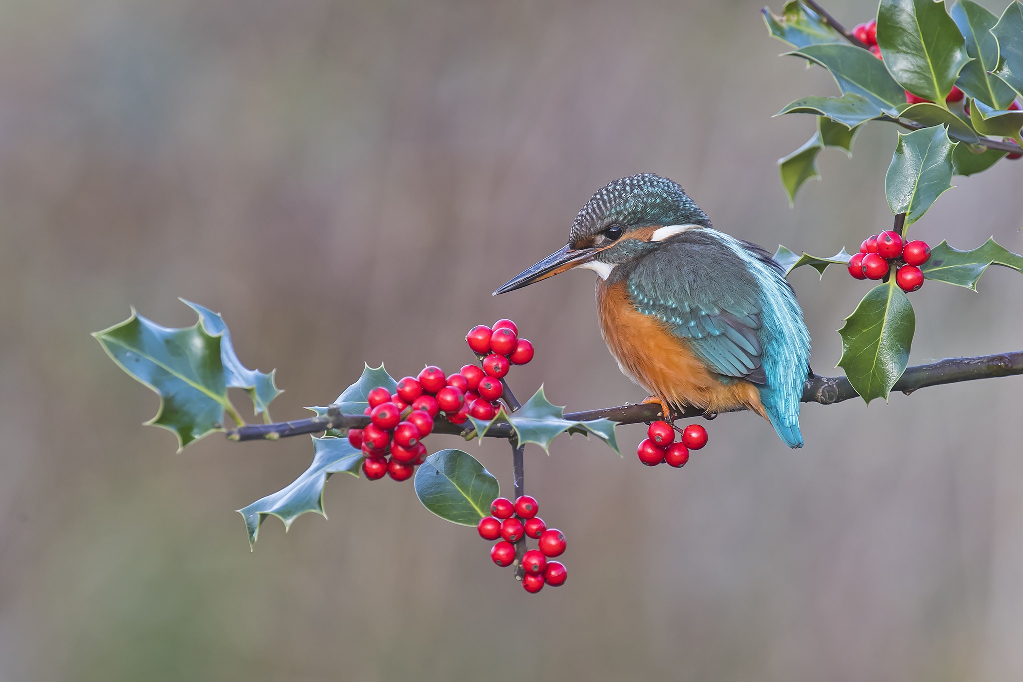 Free download wallpaper Birds, Bird, Branch, Berry, Animal, Kingfisher on your PC desktop
