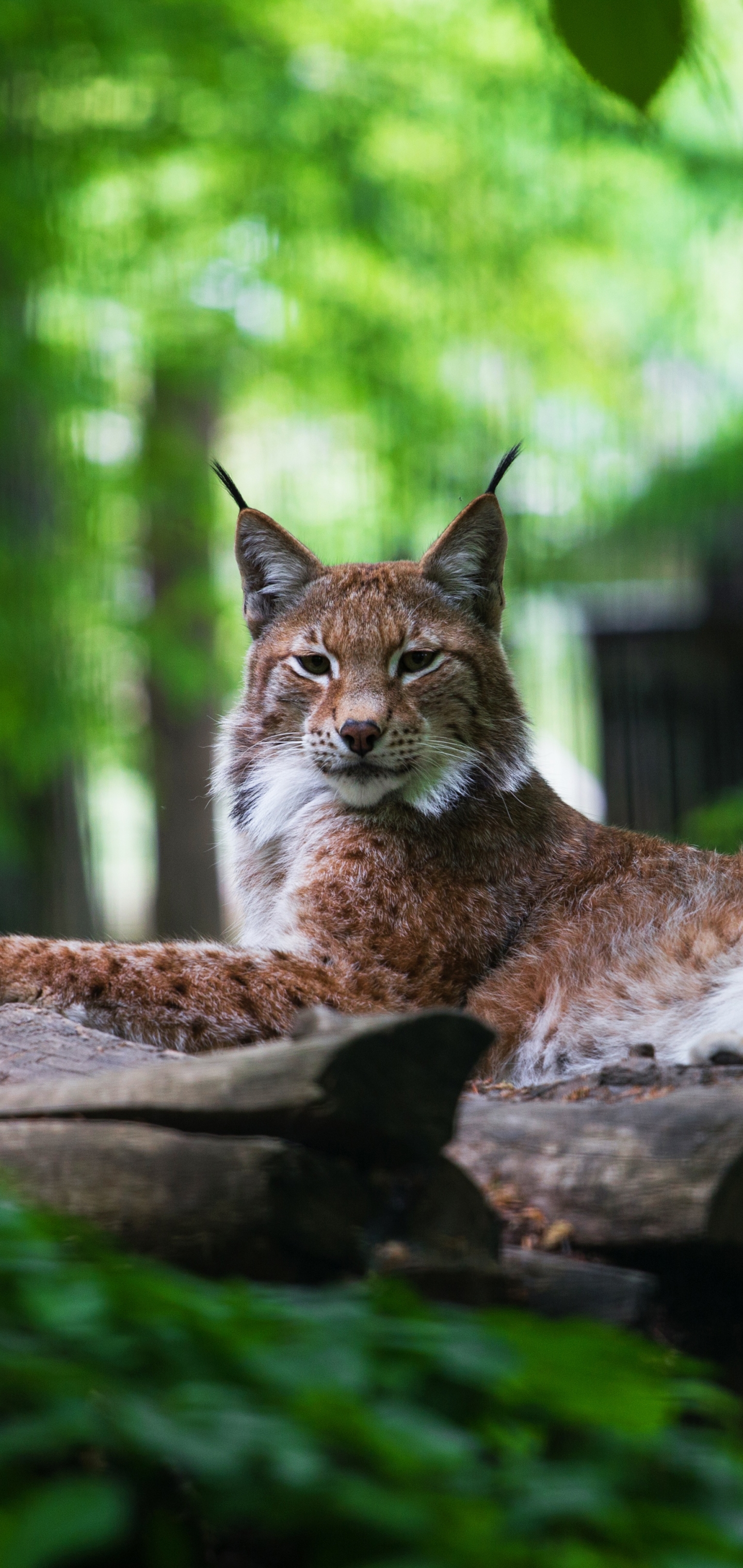 Download mobile wallpaper Cats, Animal, Lynx for free.