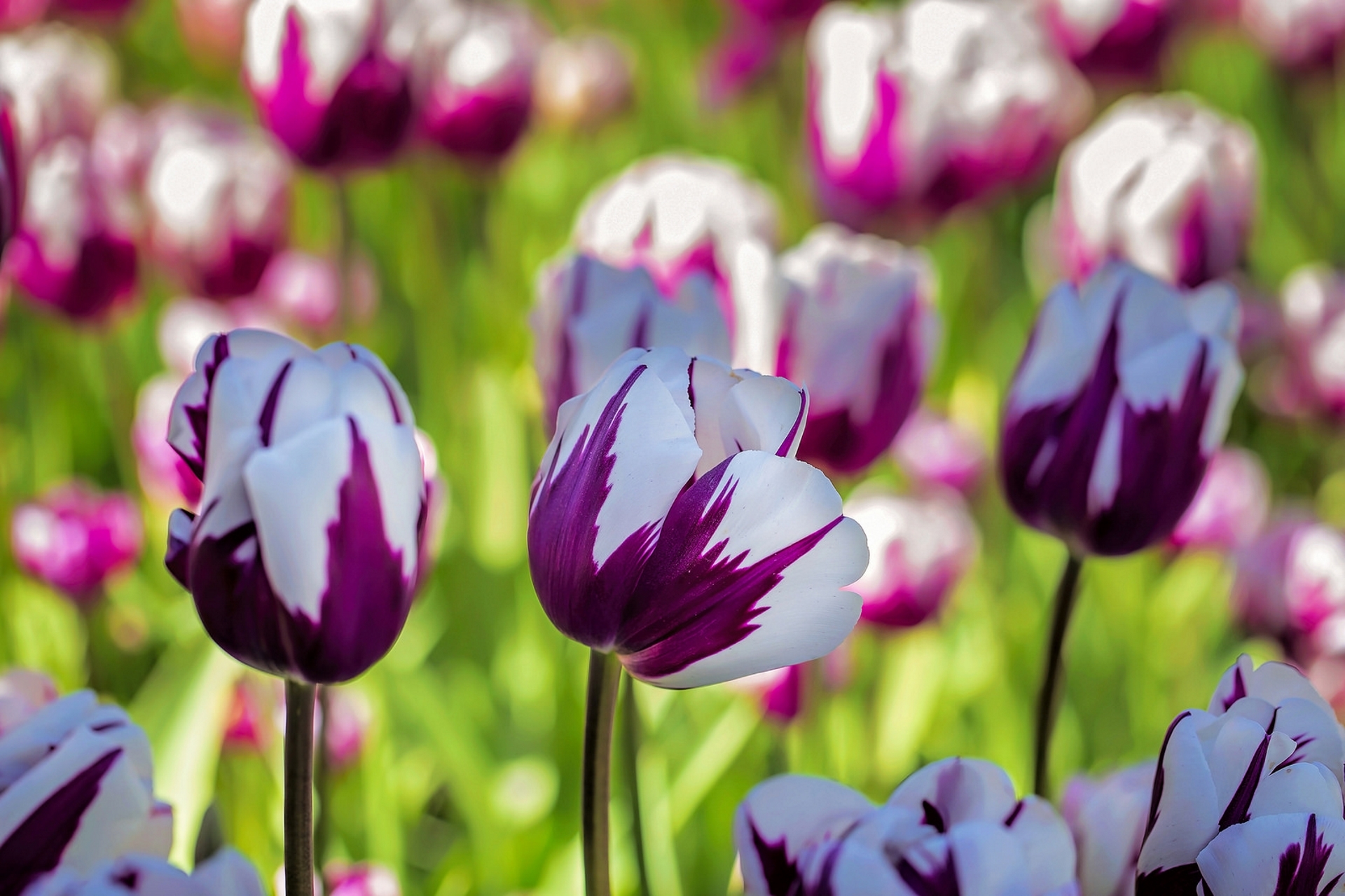 Descarga gratuita de fondo de pantalla para móvil de Naturaleza, Flores, Flor, Tulipán, Tierra/naturaleza.