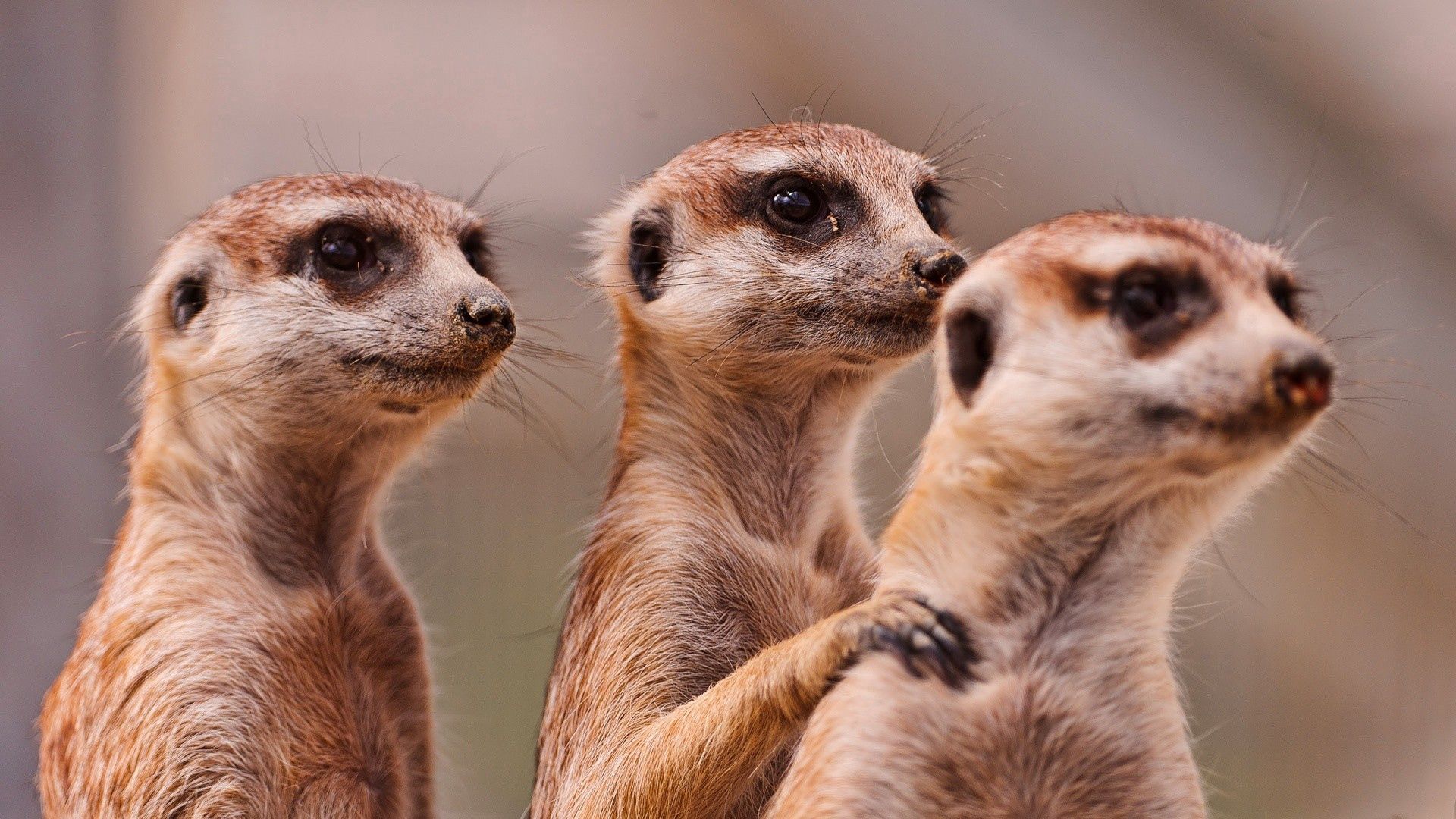 58099 baixar papel de parede animais, uma família, família, três, meerkat, surikat - protetores de tela e imagens gratuitamente