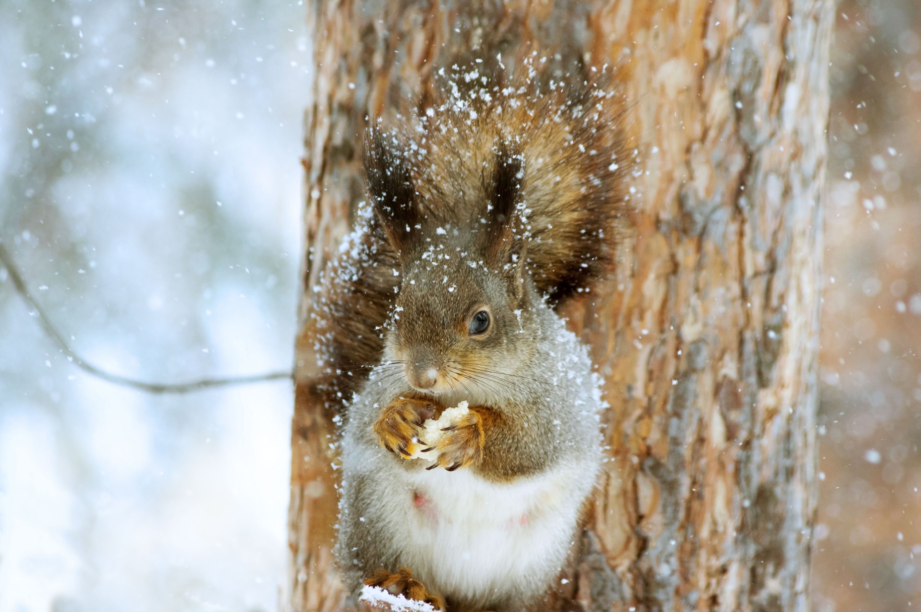 Download mobile wallpaper Squirrel, Animal, Rodent, Snowfall for free.