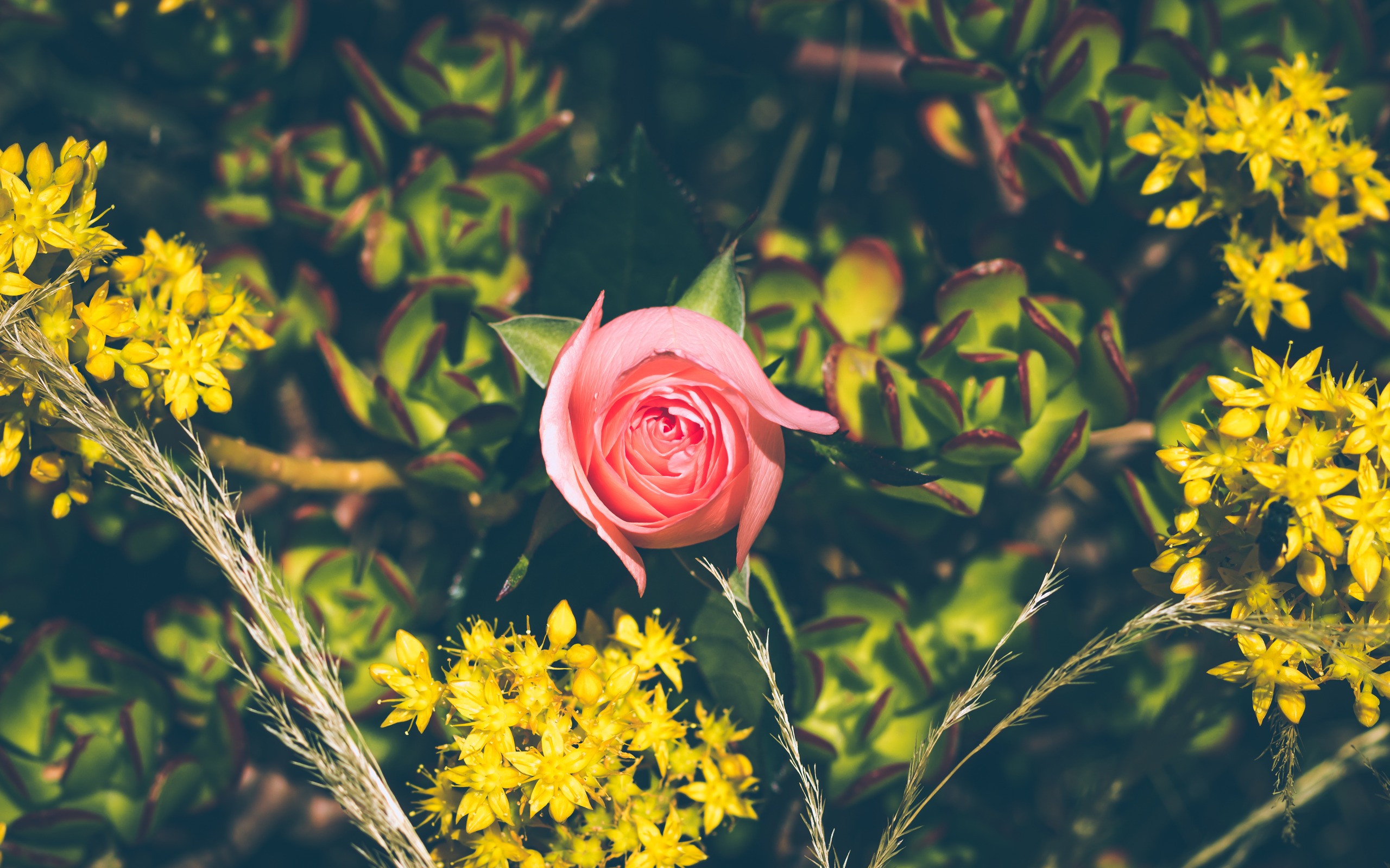 Скачати мобільні шпалери Квітка, Роза, Земля, Весна, Рожева Квітка, Флауерзи безкоштовно.