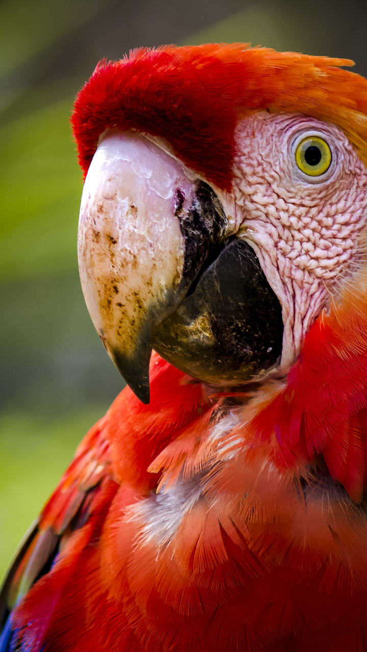 Download mobile wallpaper Birds, Bird, Close Up, Animal, Macaw, Scarlet Macaw for free.