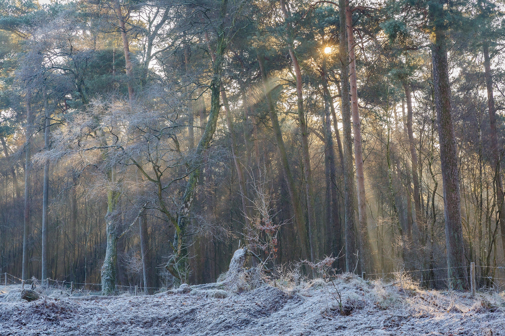 Descarga gratis la imagen Invierno, Naturaleza, Árbol, Rayo De Sol, Tierra/naturaleza en el escritorio de tu PC