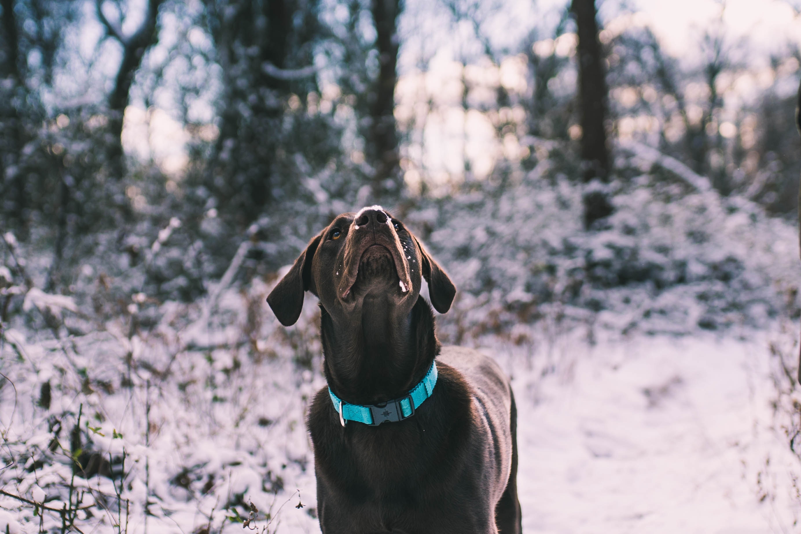 PCデスクトップに動物, 散歩, 雪, ラブラドール, 犬画像を無料でダウンロード