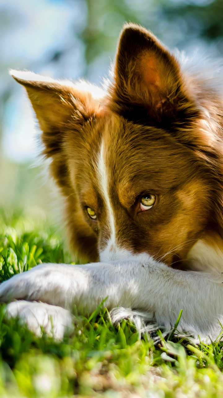 Download mobile wallpaper Dogs, Dog, Close Up, Animal, Bokeh, Border Collie for free.