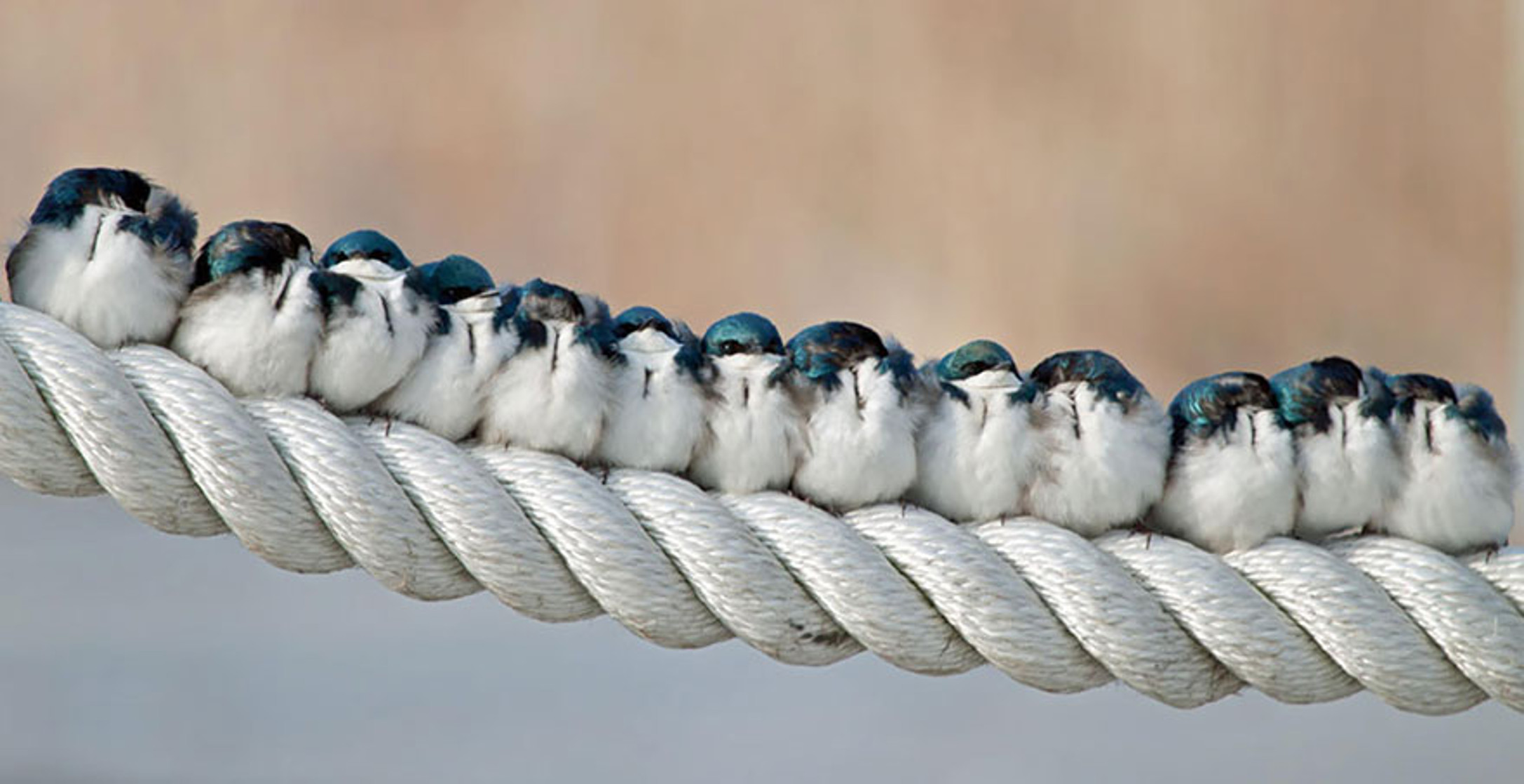 Téléchargez des papiers peints mobile Animaux, Oiseau gratuitement.