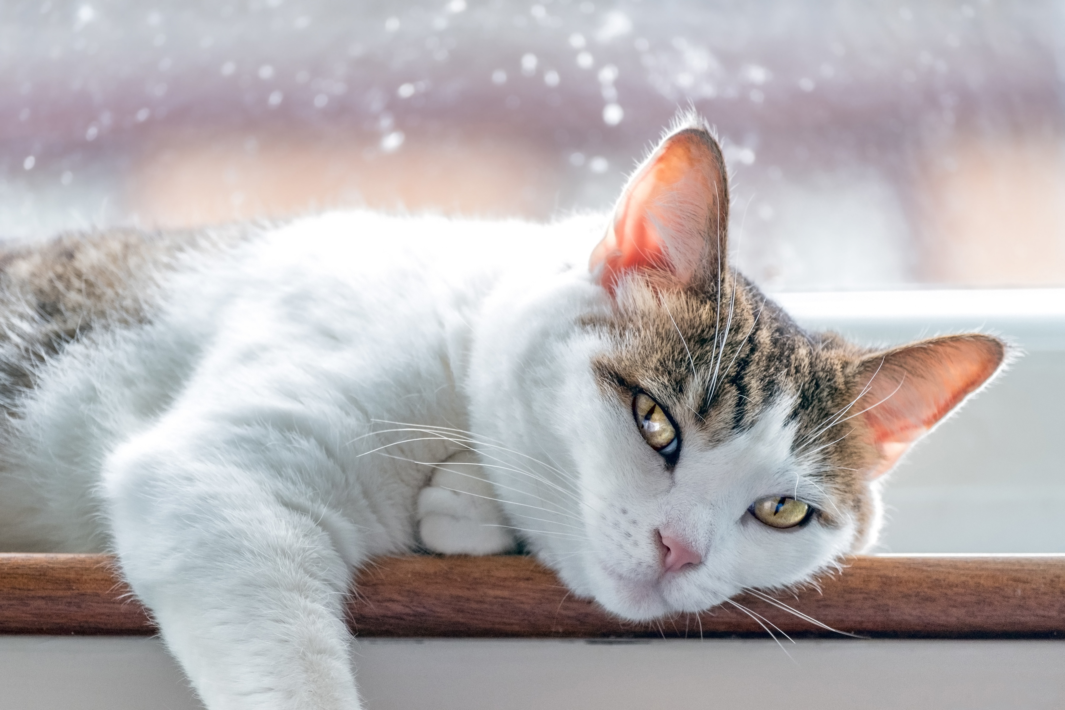 Téléchargez gratuitement l'image Animaux, Chats, Chat sur le bureau de votre PC