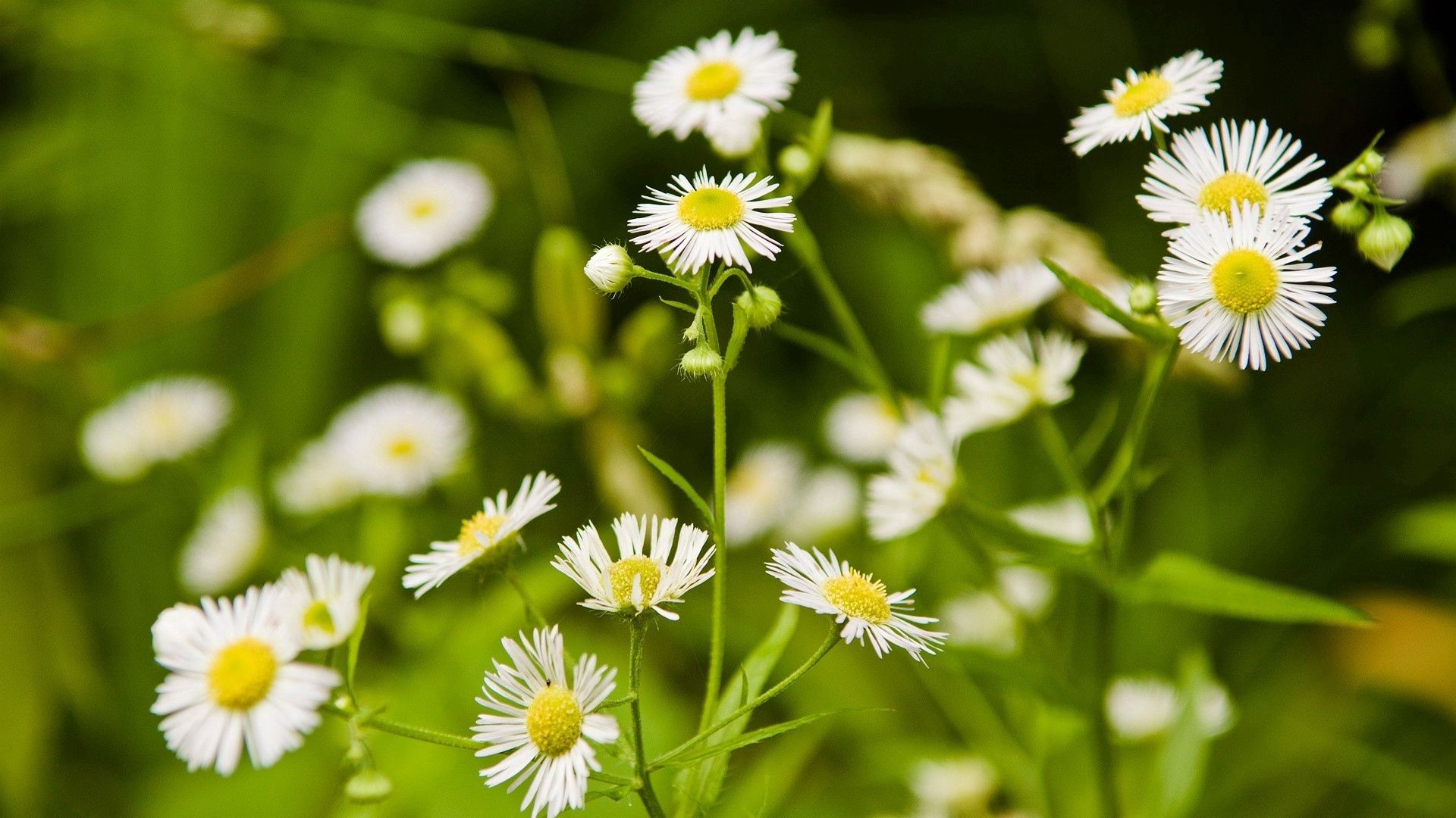 Free download wallpaper Flowers, Blur, Smooth, Greens, Camomile, Meadow on your PC desktop