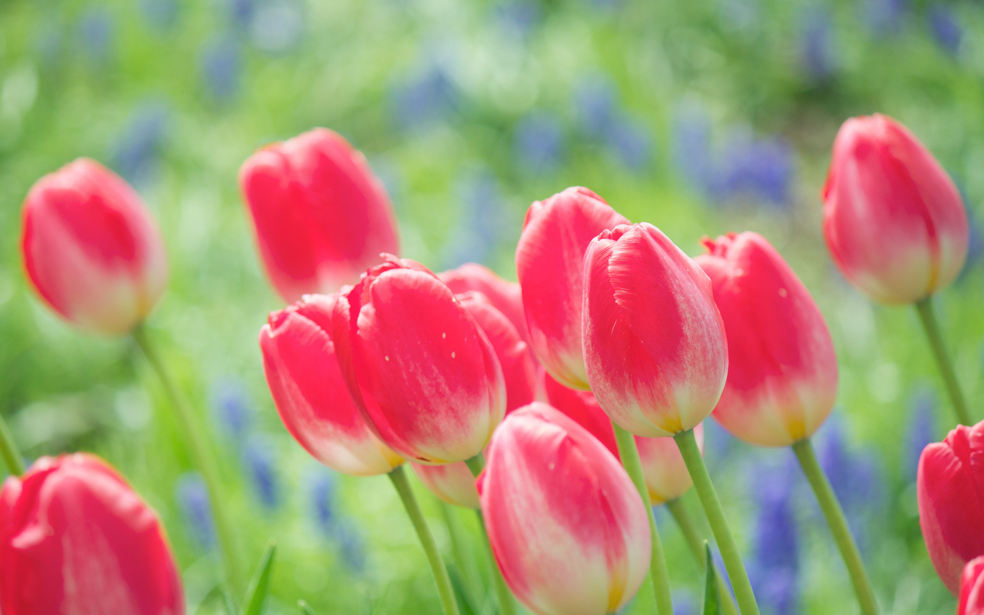 Descarga gratuita de fondo de pantalla para móvil de Flores, Flor, Tulipán, Tierra/naturaleza.