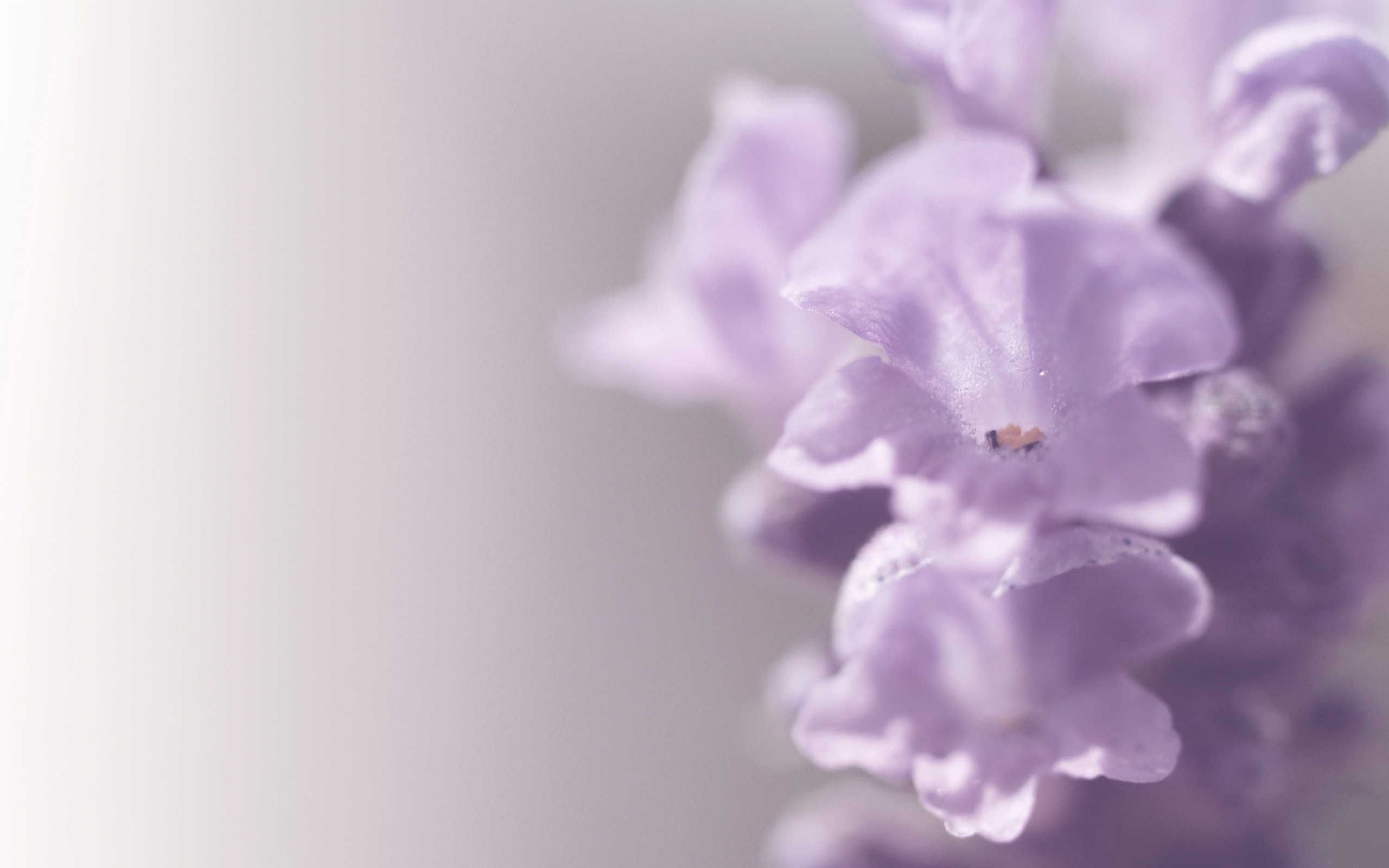 Téléchargez gratuitement l'image Fleurs, Fleur, Terre/nature sur le bureau de votre PC