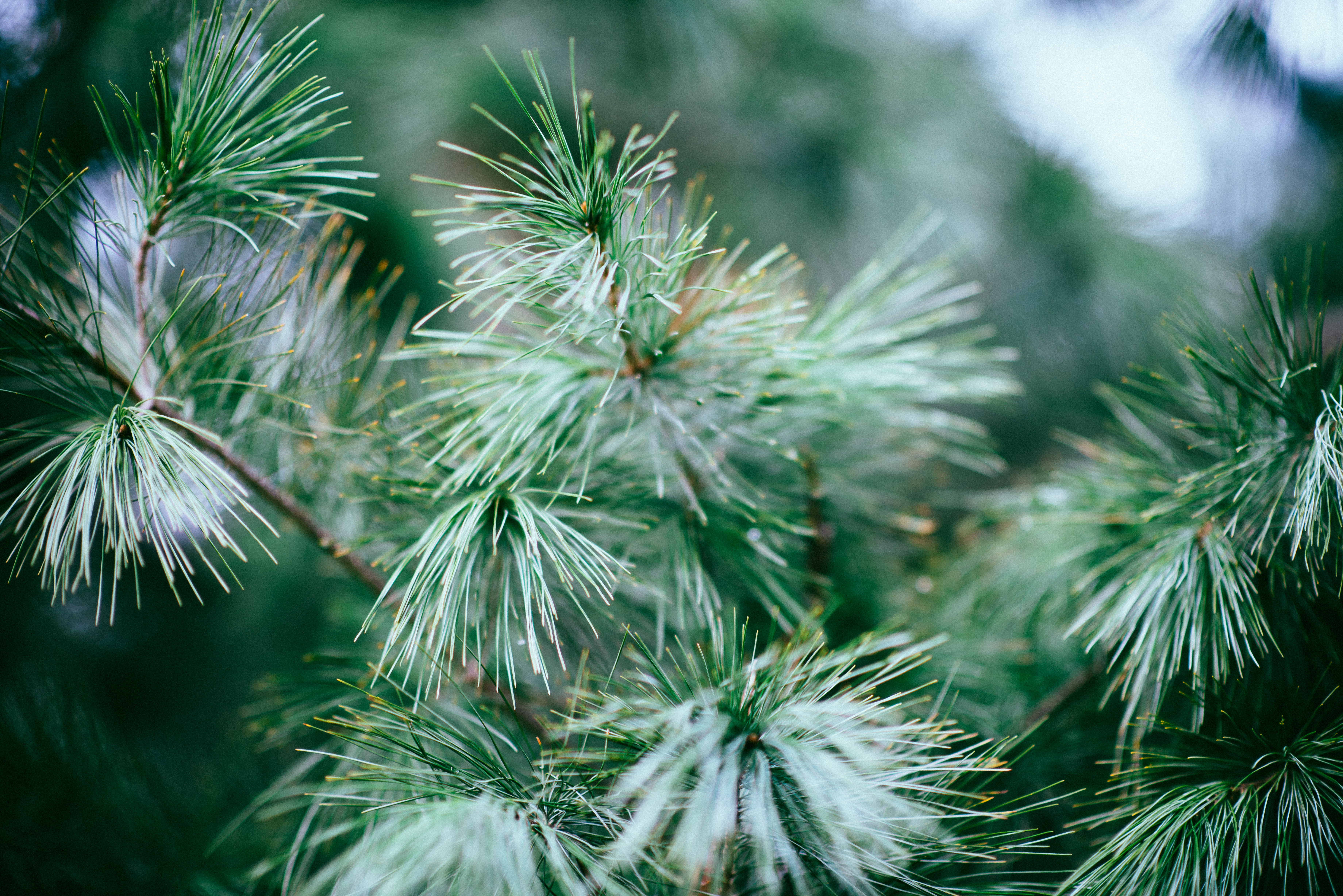 nature, needle, wood, tree, branches, spruce, fir, needles Aesthetic wallpaper