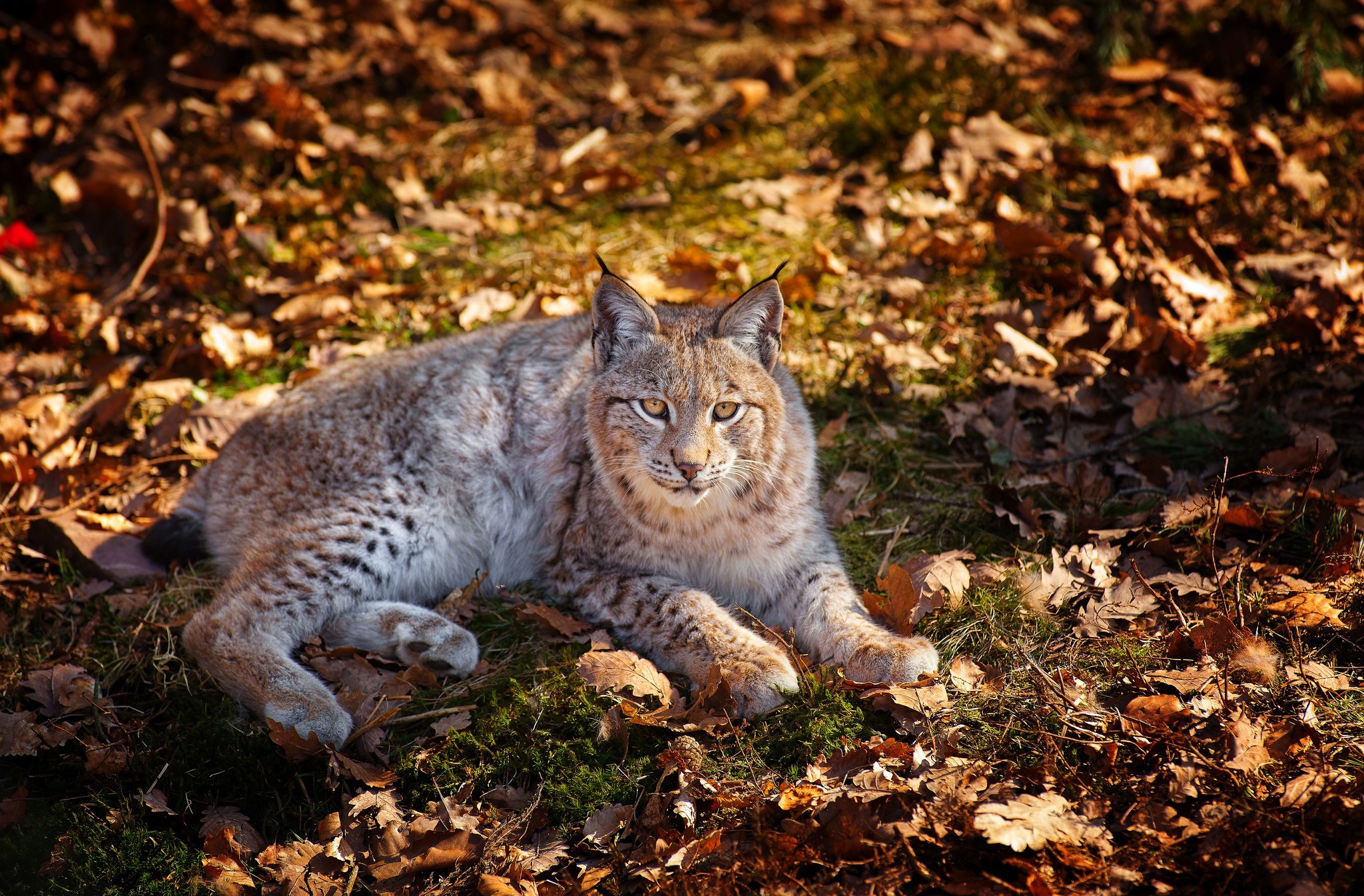 Download mobile wallpaper Leaf, Fall, Animal, Lynx for free.