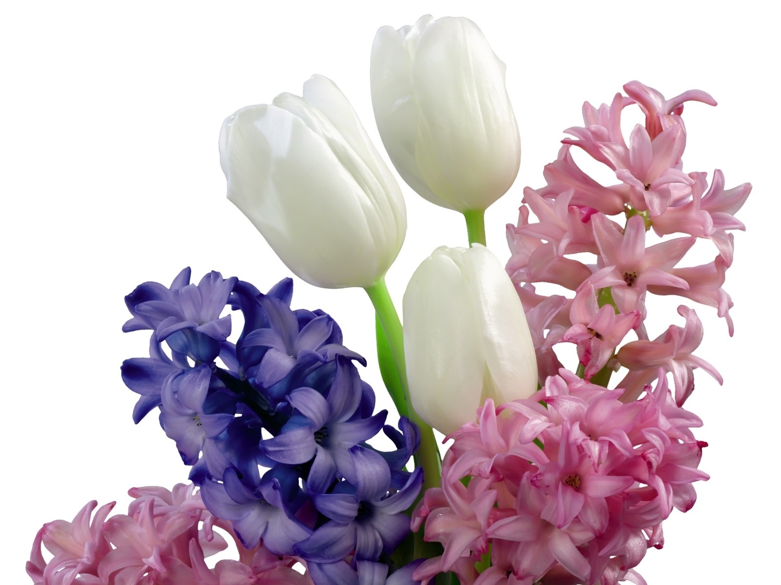 Laden Sie das Pflanzen, Blumen-Bild kostenlos auf Ihren PC-Desktop herunter