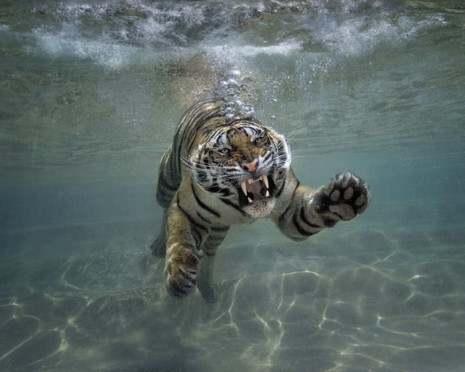 Baixar papel de parede para celular de Animais, Gatos, Tigre gratuito.