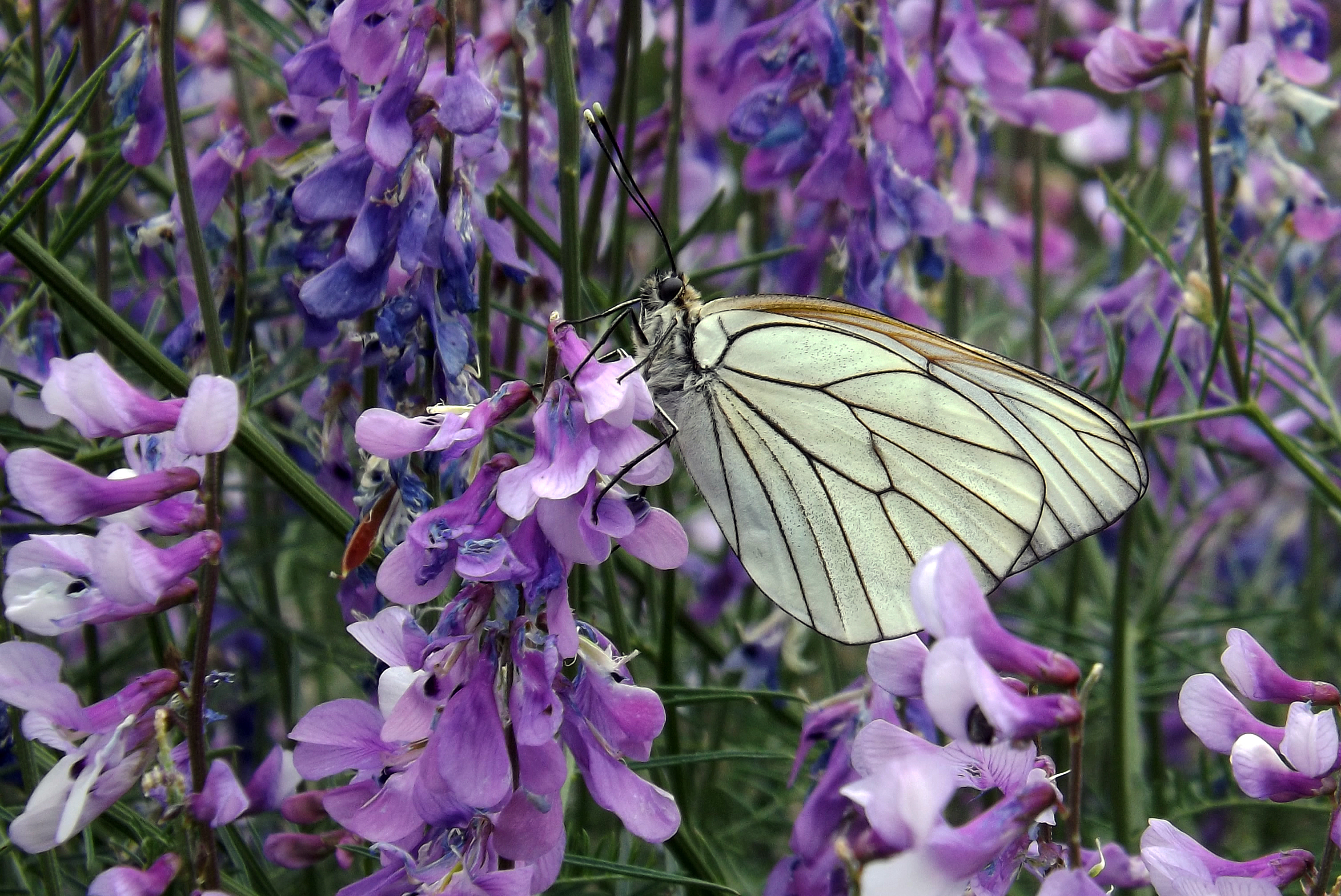 Descarga gratis la imagen Animales, Flor, Insecto, Mariposa, Flor Purpura en el escritorio de tu PC