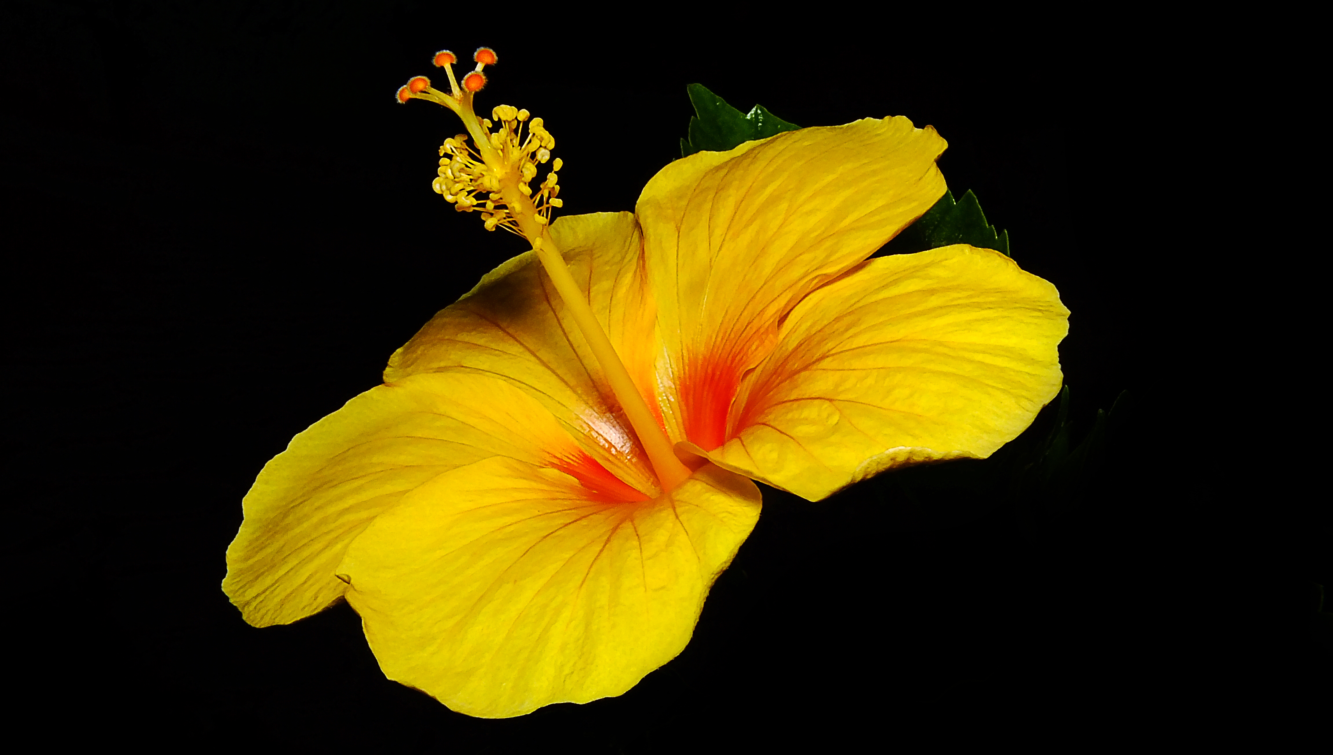 Free download wallpaper Flowers, Flower, Earth, Hibiscus, Yellow Flower on your PC desktop