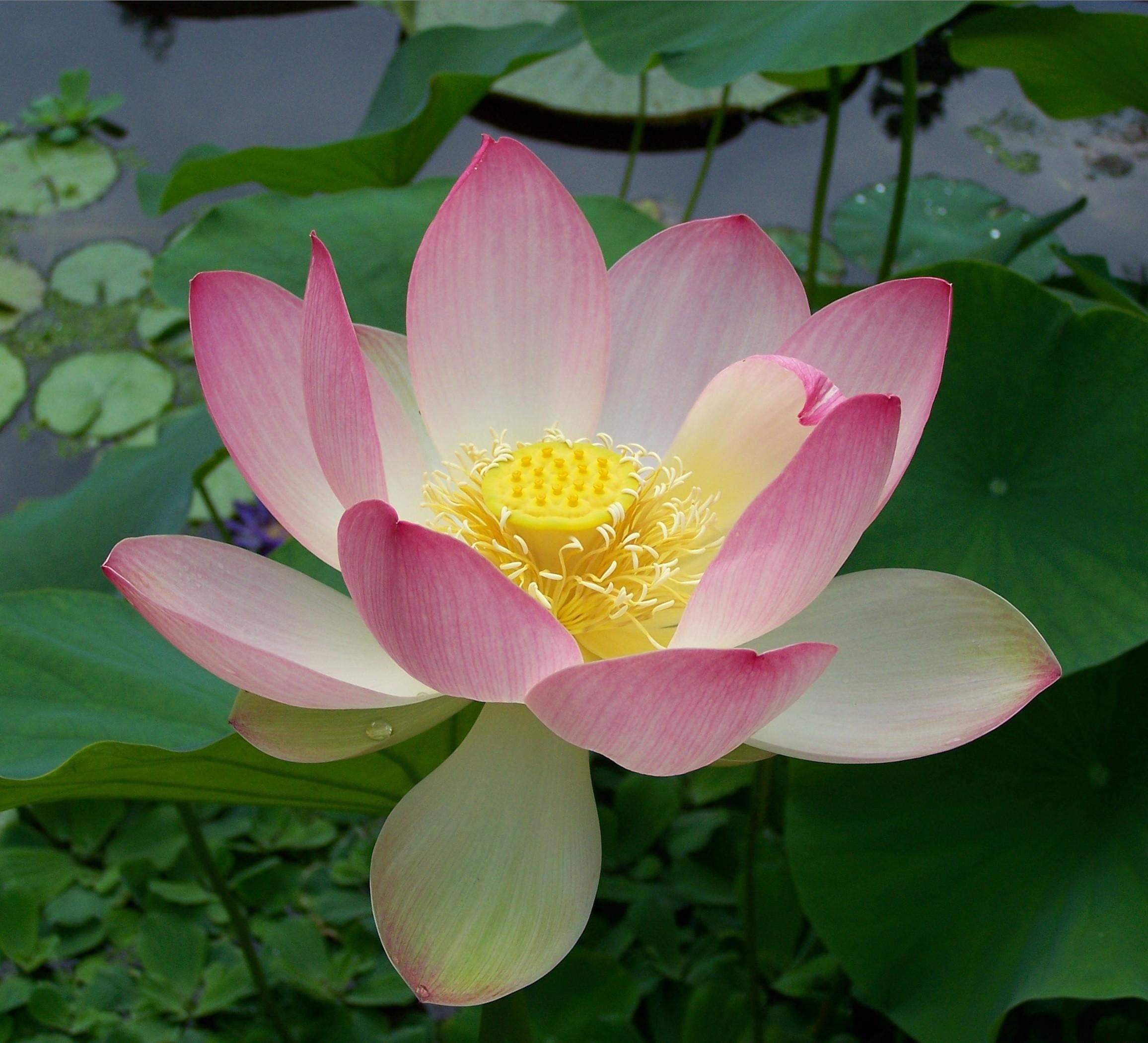 Download mobile wallpaper Lotus, Flowers, Water, Close Up, Leaves for free.