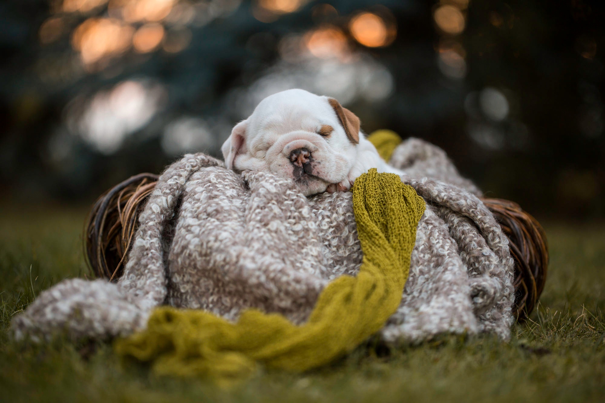 Download mobile wallpaper Dogs, Dog, Animal, Puppy, Bokeh, Sleeping, Baby Animal, Depth Of Field for free.