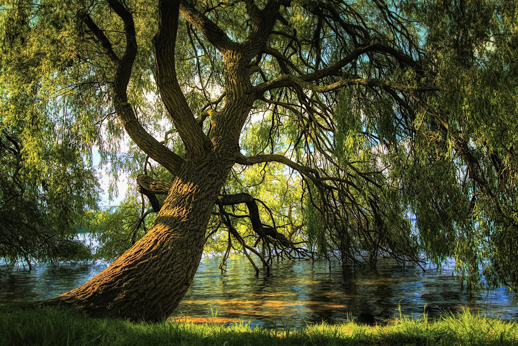 Laden Sie das Bäume, Baum, Teich, Erde/natur-Bild kostenlos auf Ihren PC-Desktop herunter