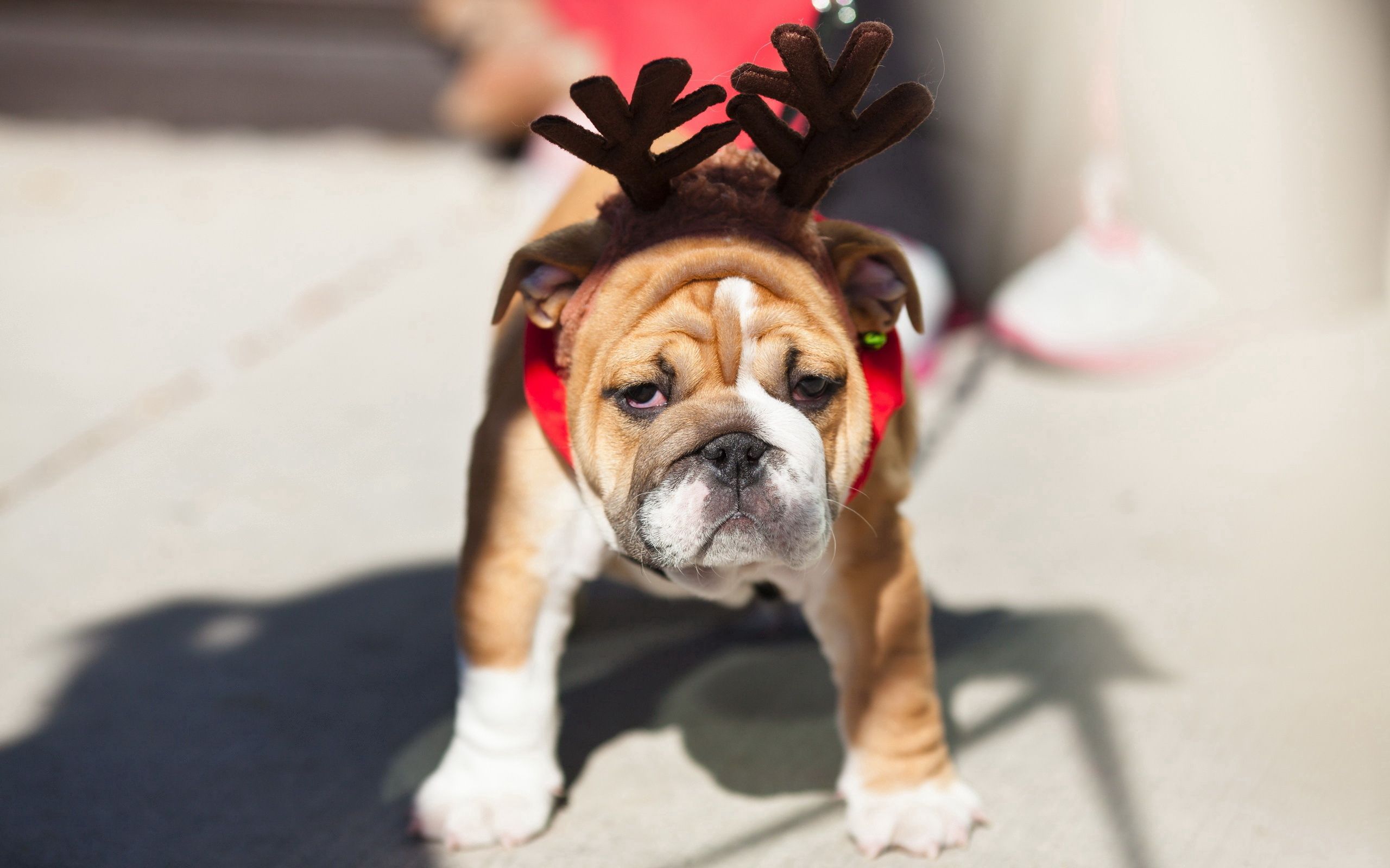 Download mobile wallpaper Animals, Dog, Bulldog, Muzzle, Horns, Toy for free.