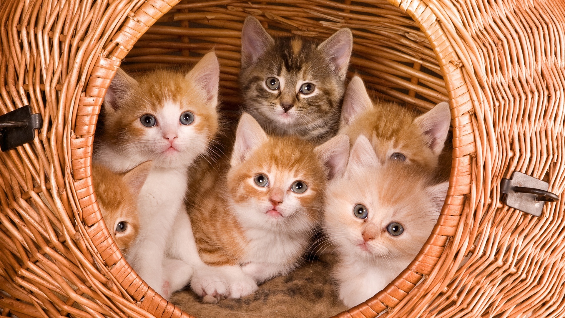 Free download wallpaper Cats, Cat, Animal on your PC desktop