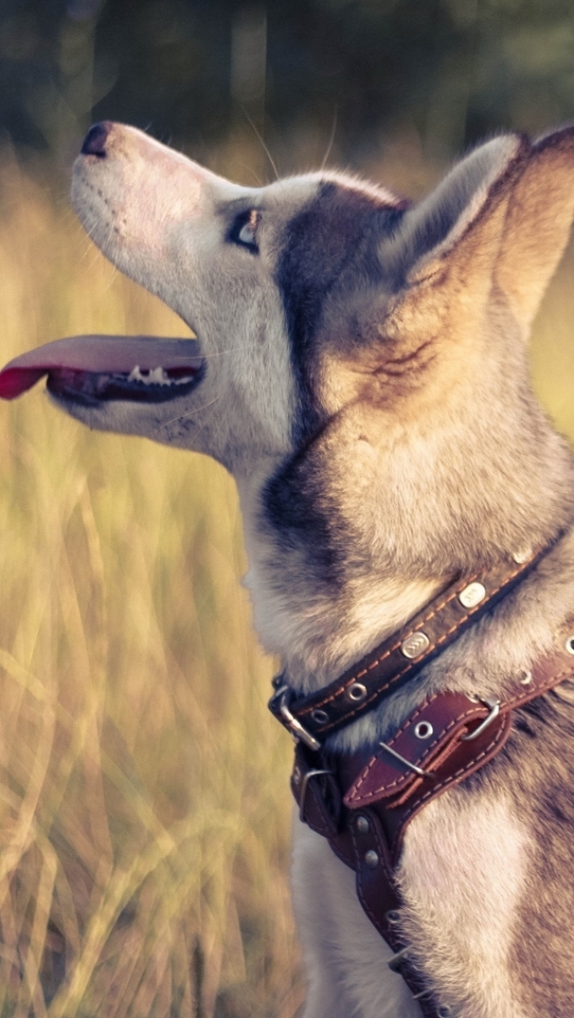 Handy-Wallpaper Tiere, Hunde, Schlittenhund kostenlos herunterladen.