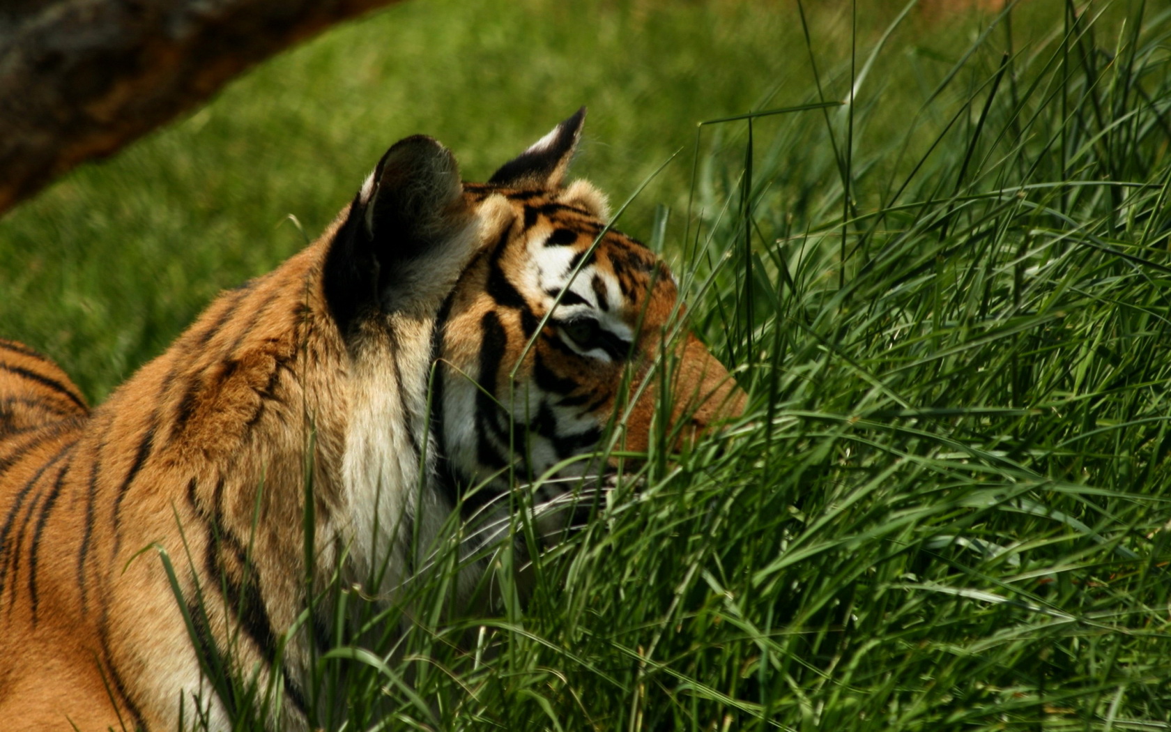 Téléchargez gratuitement l'image Animaux, Chats, Tigre sur le bureau de votre PC