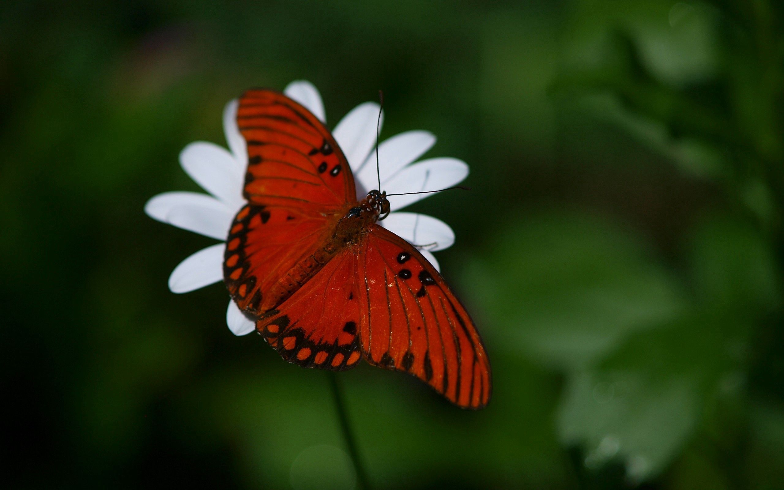 105111 descargar imagen alas, flor, macro, mariposa: fondos de pantalla y protectores de pantalla gratis