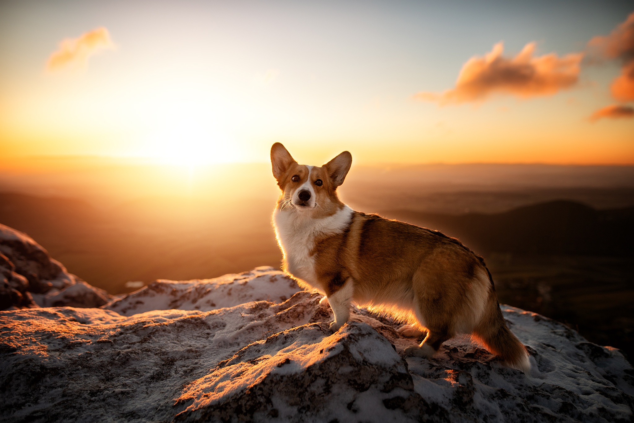 Laden Sie das Tiere, Hunde, Hund, Sonnenaufgang, Corgi-Bild kostenlos auf Ihren PC-Desktop herunter