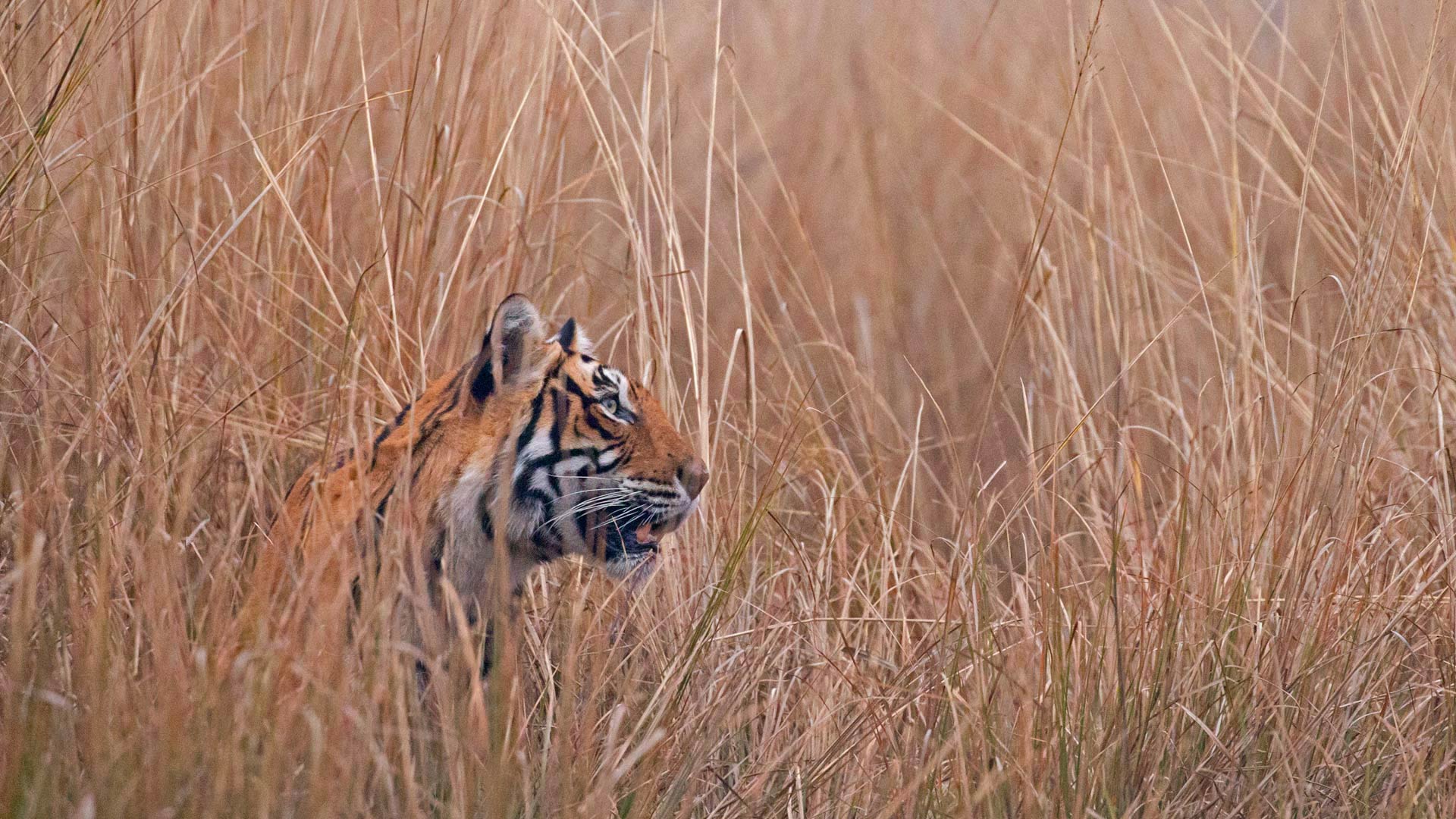 Baixar papel de parede para celular de Animais, Gatos, Tigre gratuito.