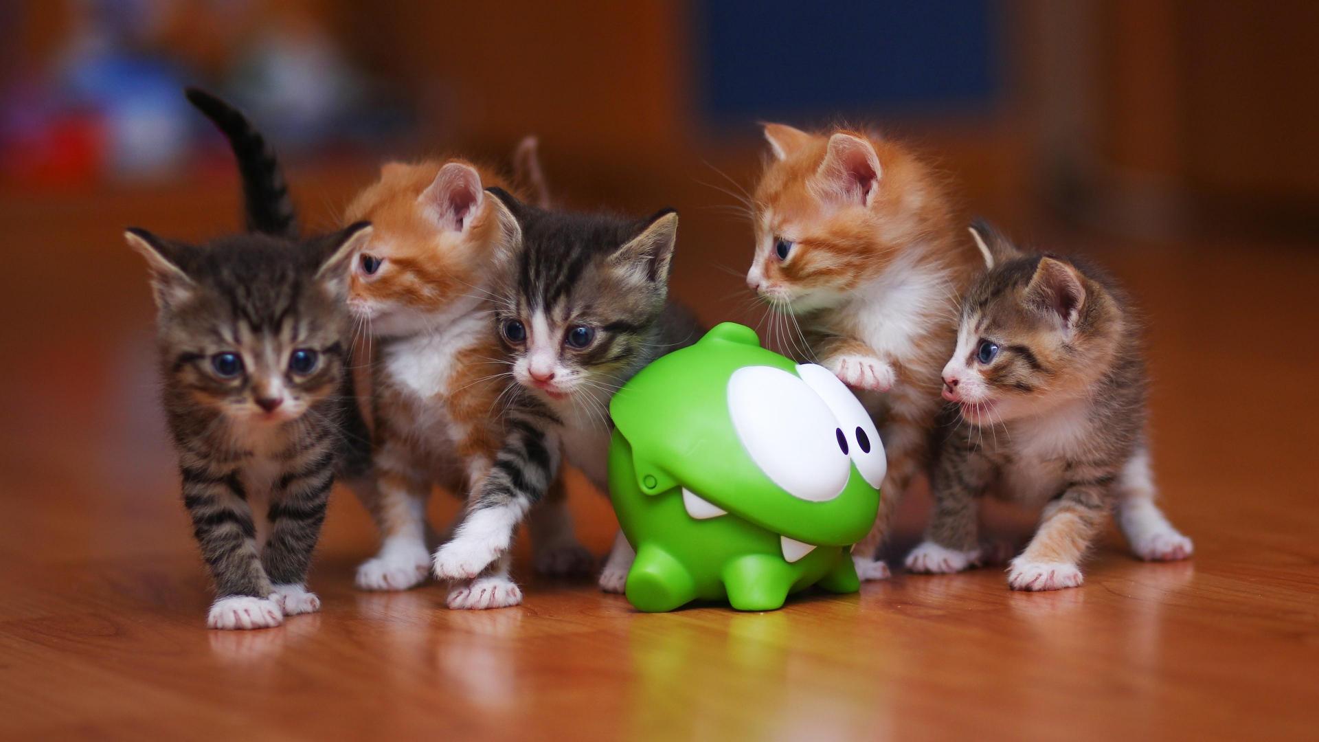 cats, animal, cat, cute, fluffy, kitten Desktop home screen Wallpaper