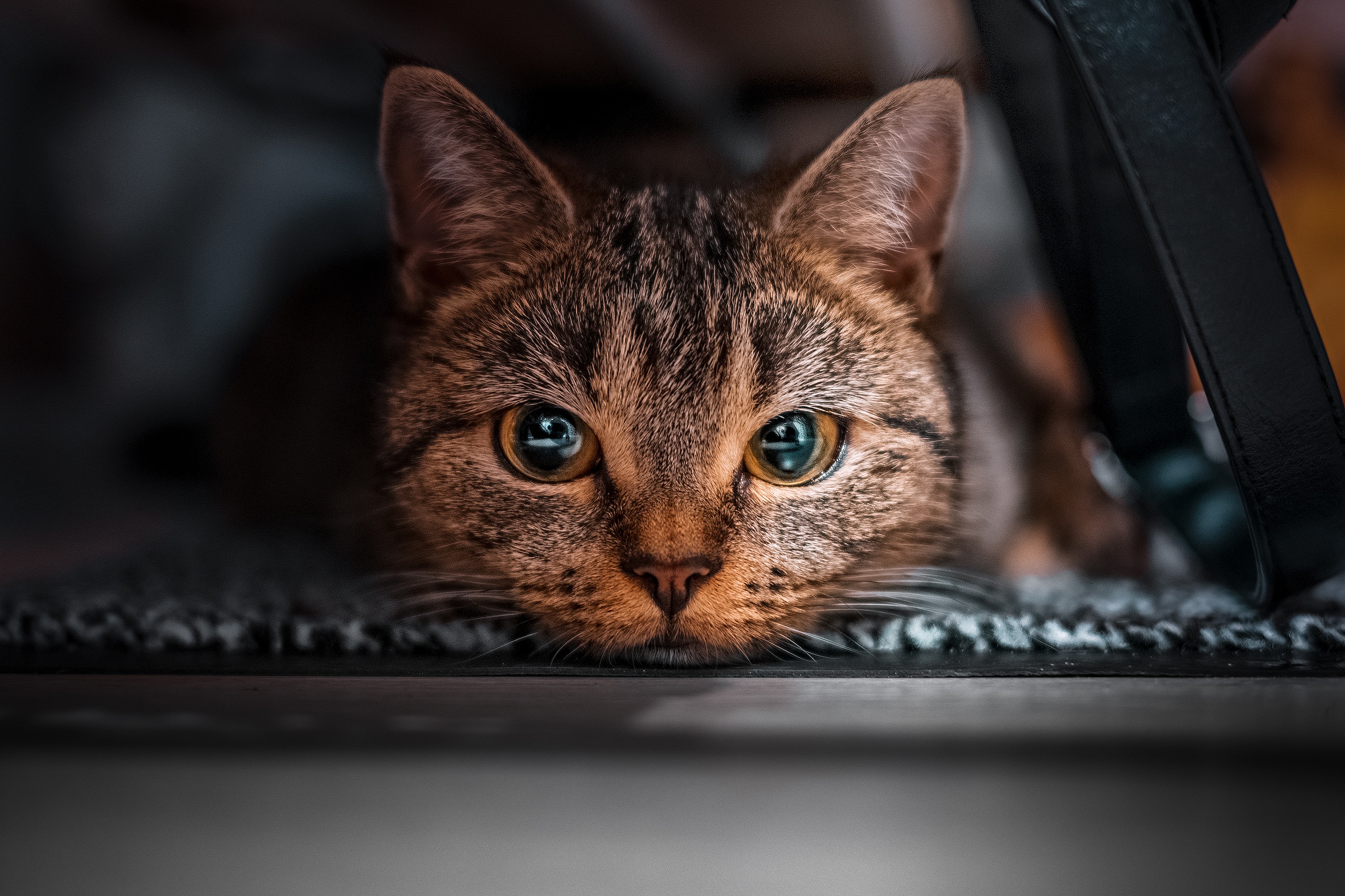 Laden Sie das Tiere, Katzen, Katze, Starren-Bild kostenlos auf Ihren PC-Desktop herunter