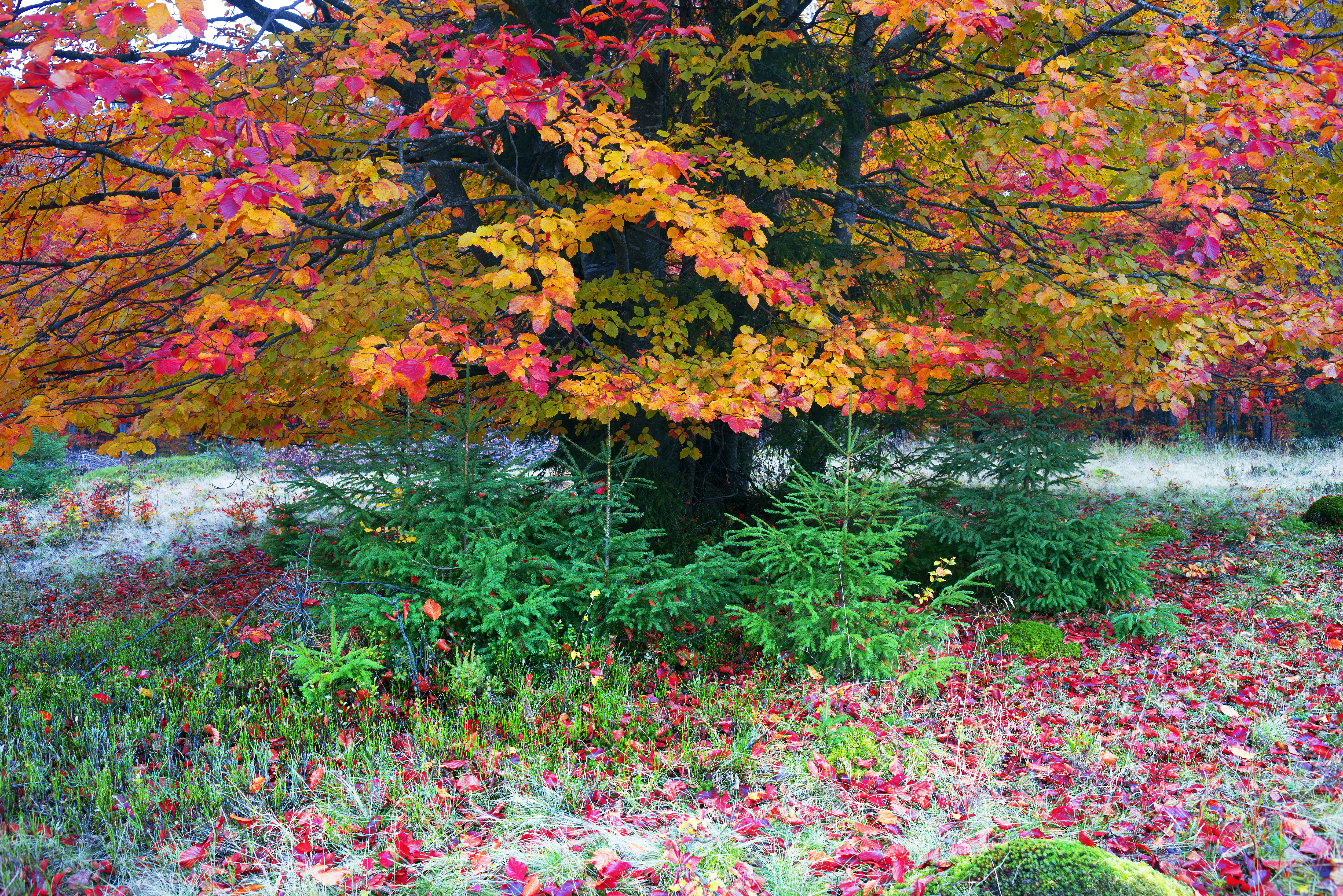 Handy-Wallpaper Bäume, Herbst, Baum, Bunt, Erde/natur kostenlos herunterladen.