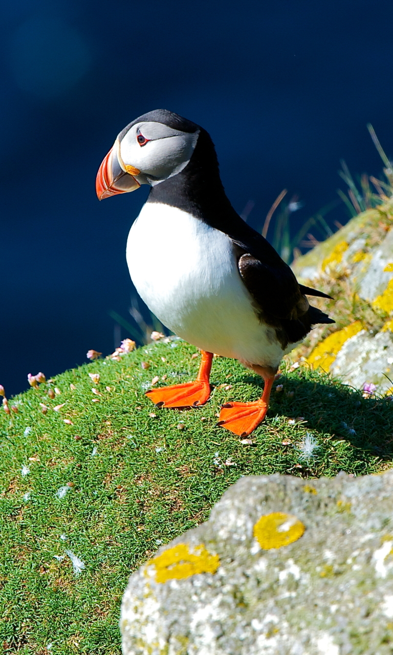 Baixar papel de parede para celular de Animais, Aves, Pássaro, Papagaio Do Mar gratuito.