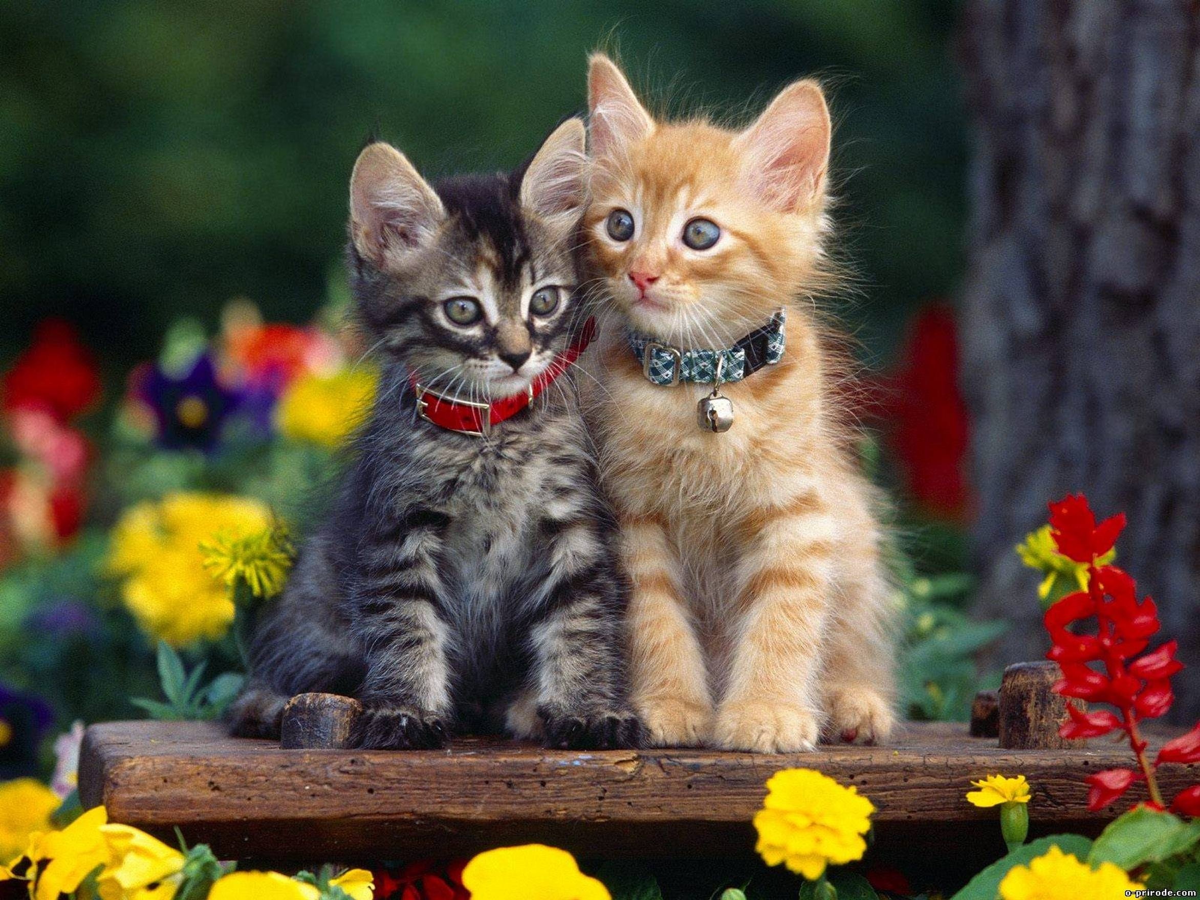 293650 descargar imagen animales, gatos, lindo, gatito, gato: fondos de pantalla y protectores de pantalla gratis