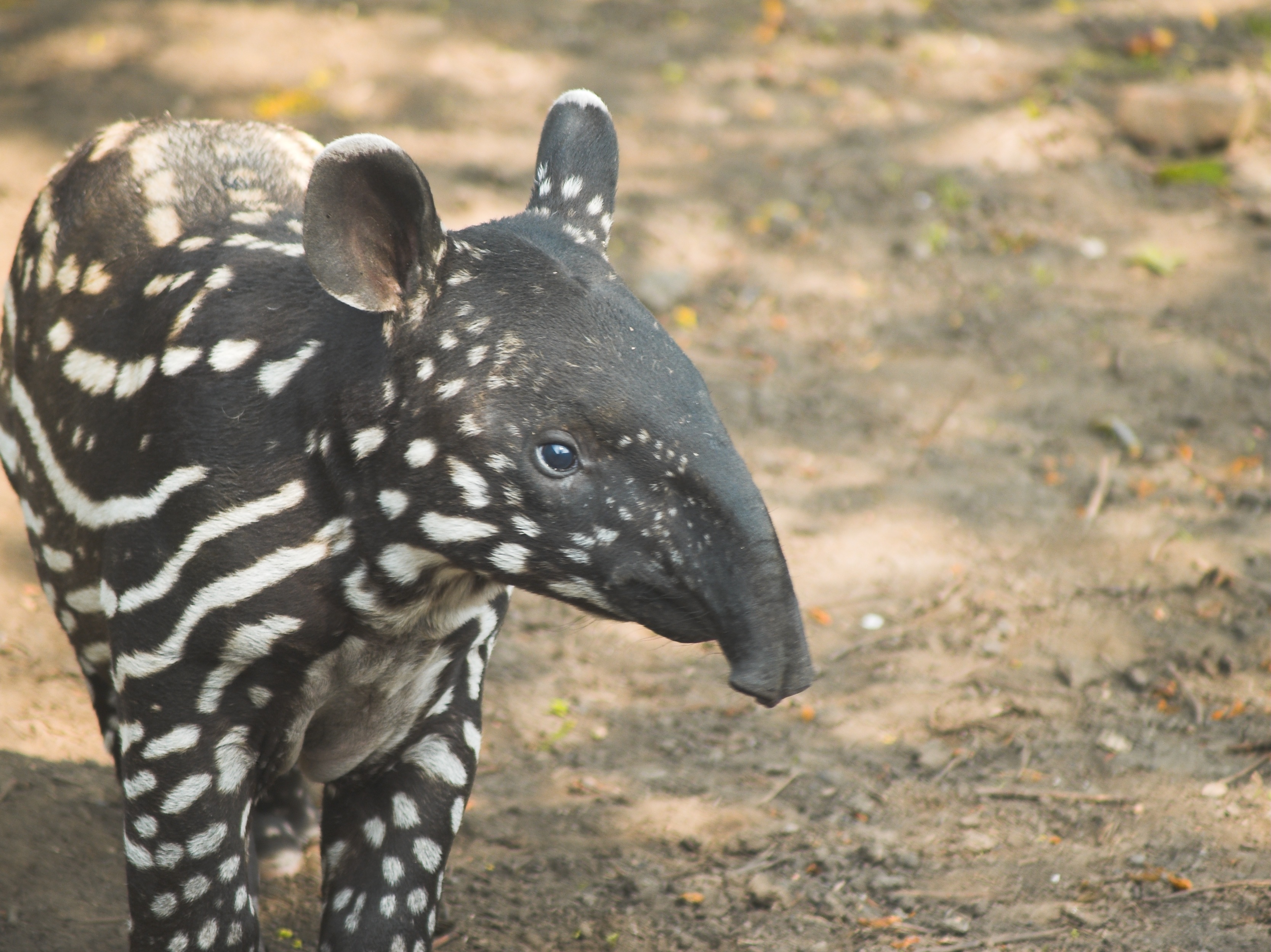 tapir, animal