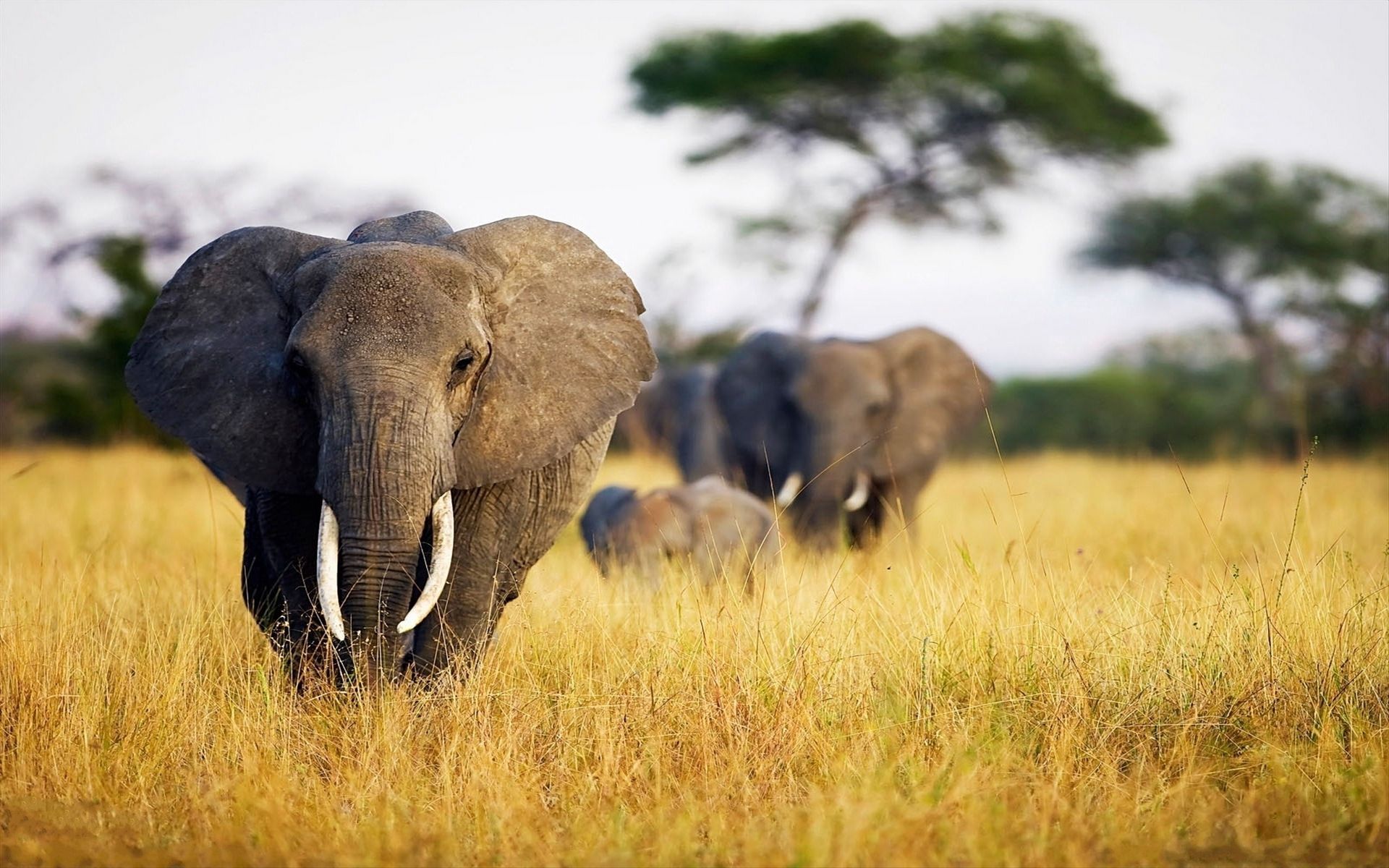 elephants, animals, grass, field, stroll, africa