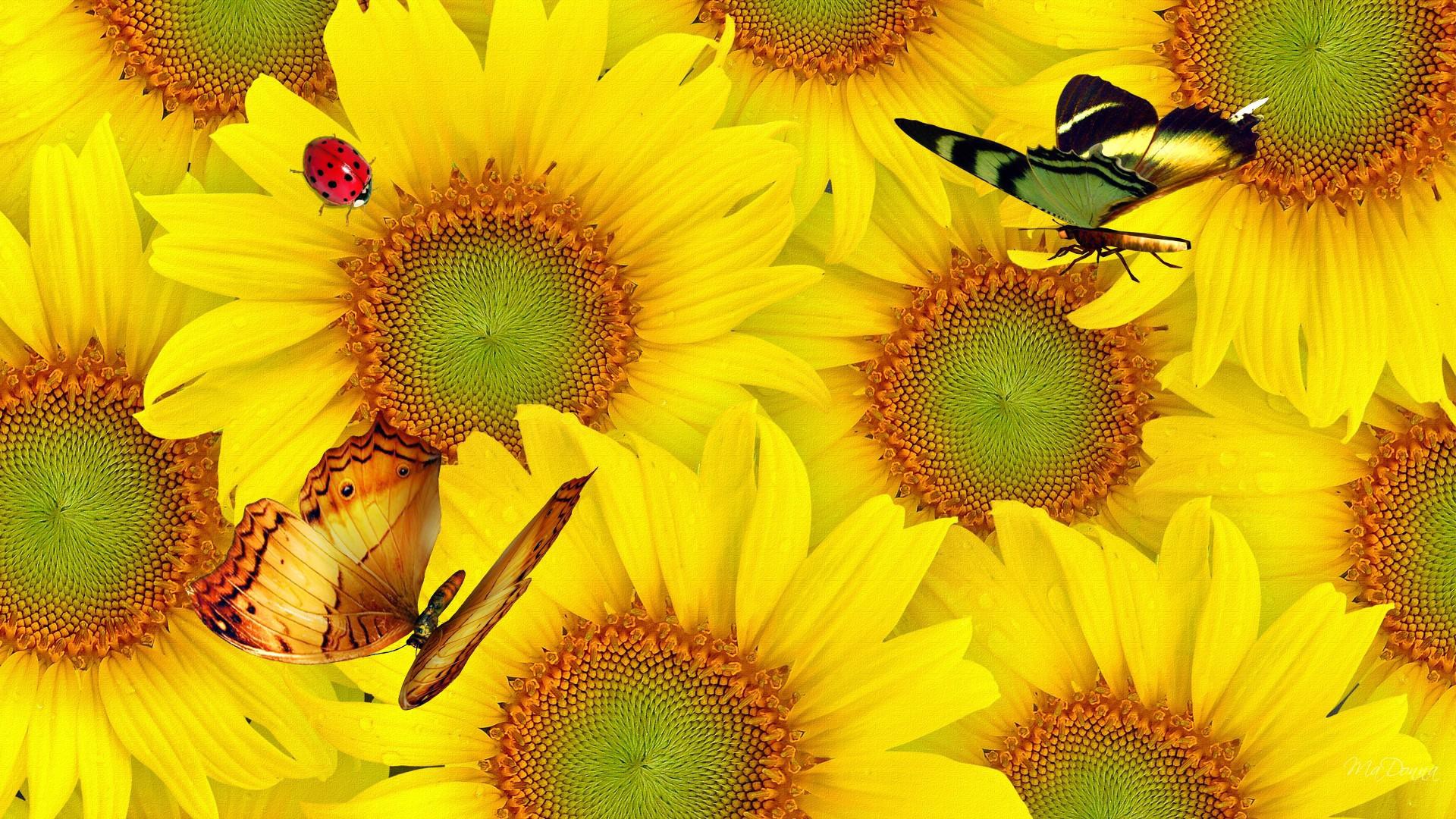 PCデスクトップに蝶, フラワーズ, ひまわり, てんとう虫, 花, 芸術的, 黄色い花画像を無料でダウンロード