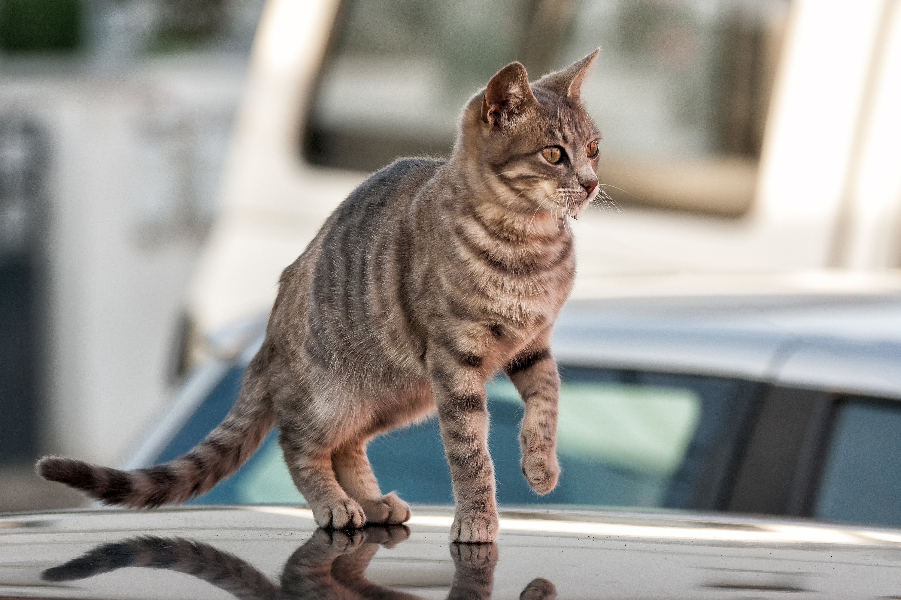 Baixe gratuitamente a imagem Animais, Gatos, Gato na área de trabalho do seu PC