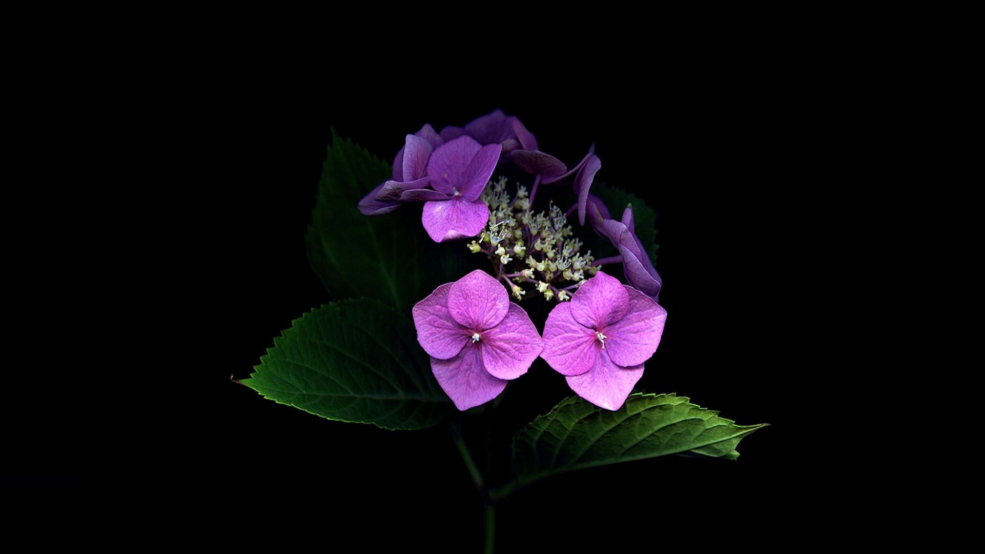 Download mobile wallpaper Flowers, Flower, Close Up, Leaf, Earth, Hydrangea, Purple Flower for free.